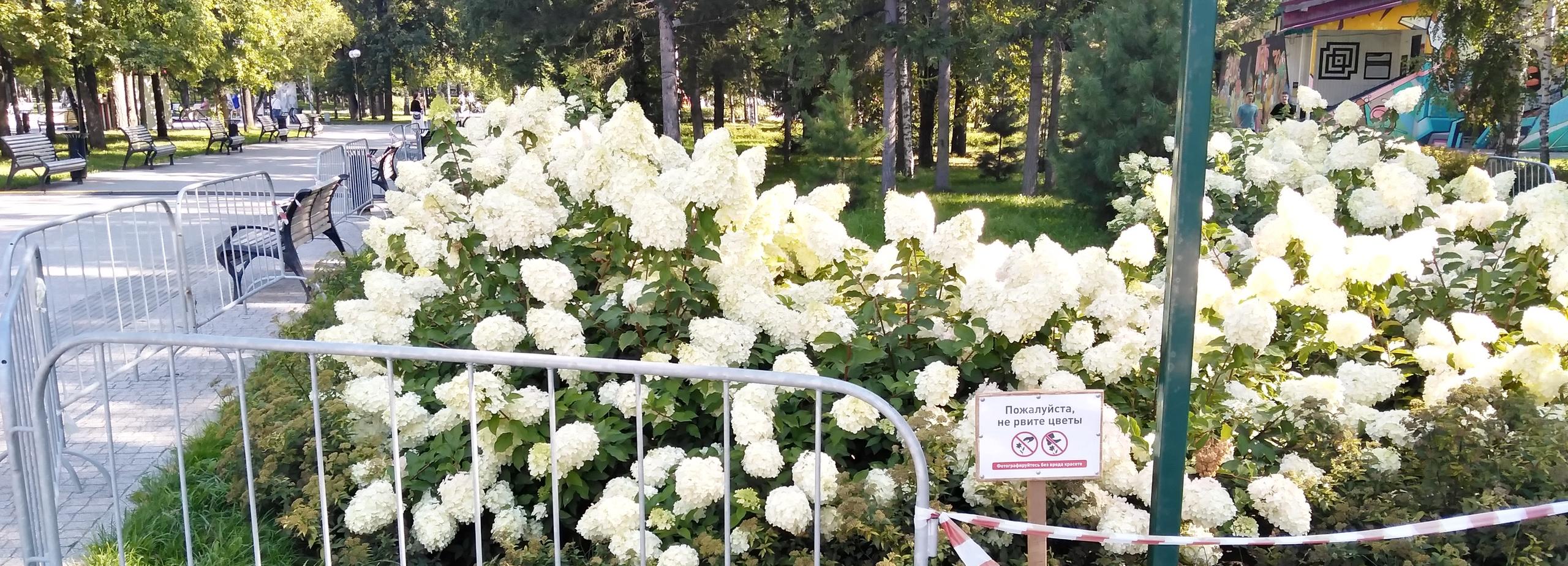 Если вы пропустили: мини-Новосибирск, охота на гортензии и гуппи во дворе