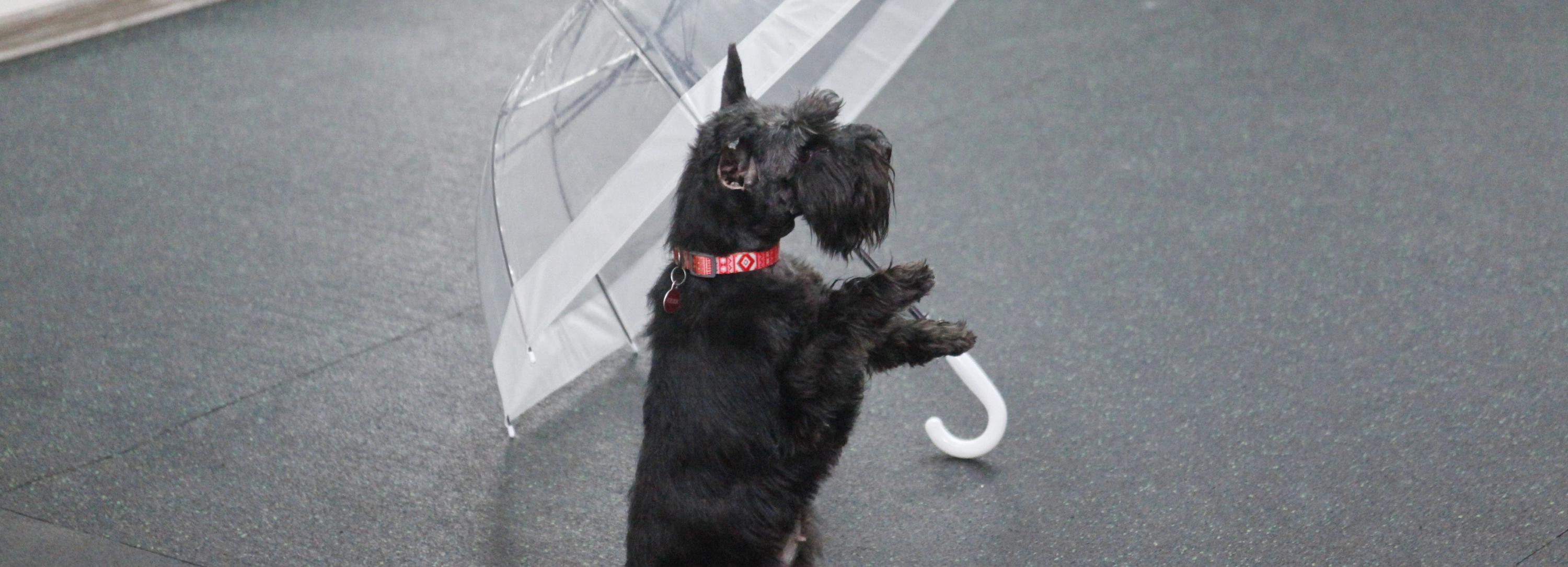 Сможет даже дворняжка: как в Новосибирске учат собак танцевать под музыку