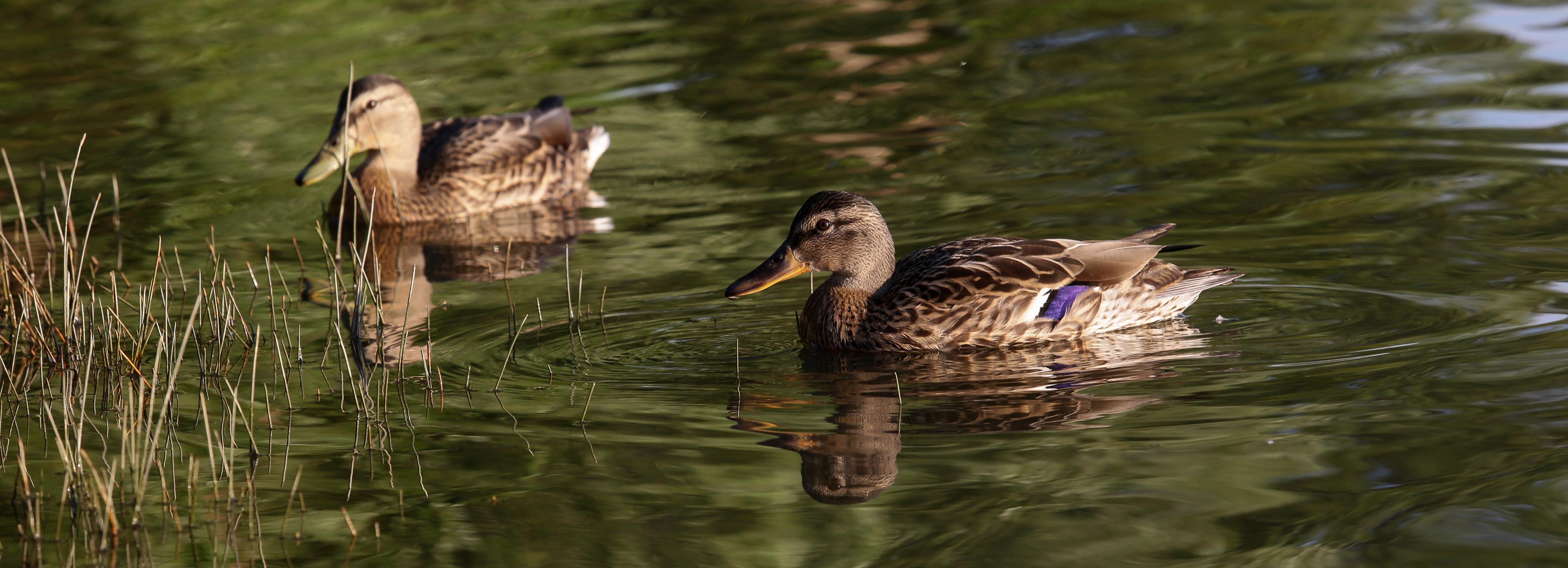 В голосовании за зелёные зоны Новосибирска сменился лидер