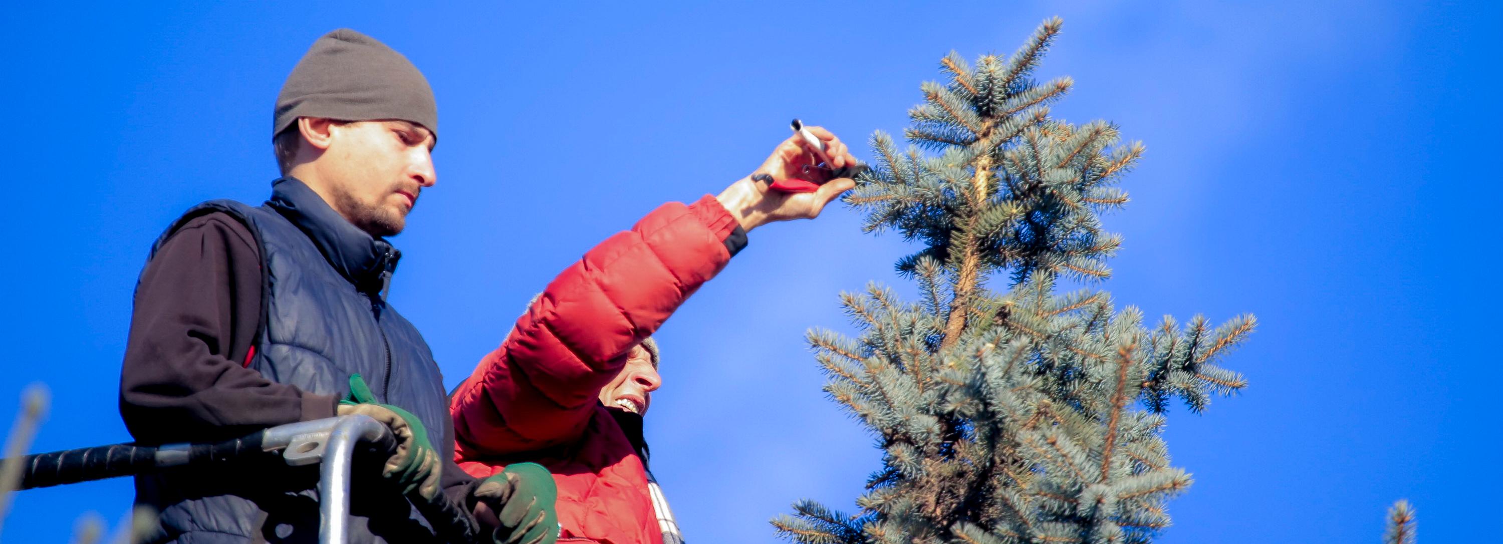 Лохматым елям на площади Ленина сделают пирамидальные стрижки