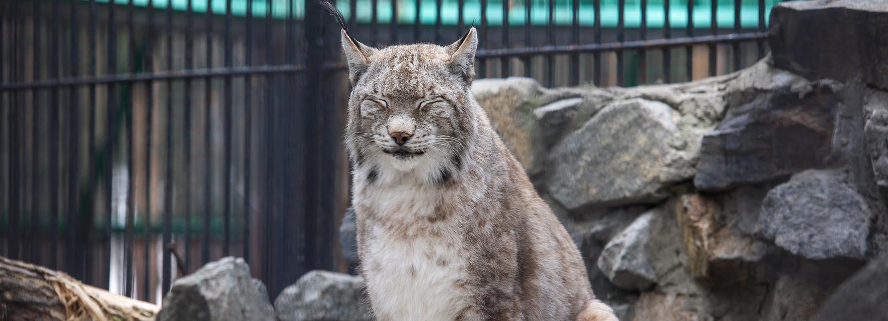 Стало известно, каких животных запретят держать дома с 1 сентября