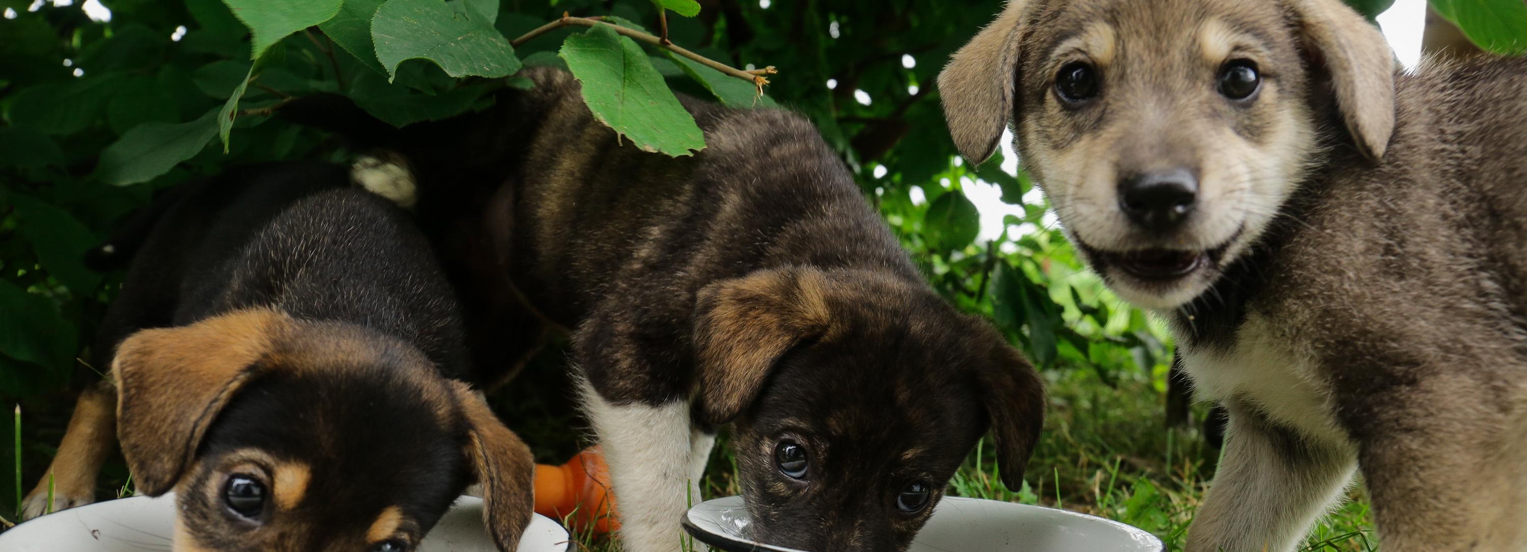 Приют для животных с хосписом построят в 2023 году в Новосибирске