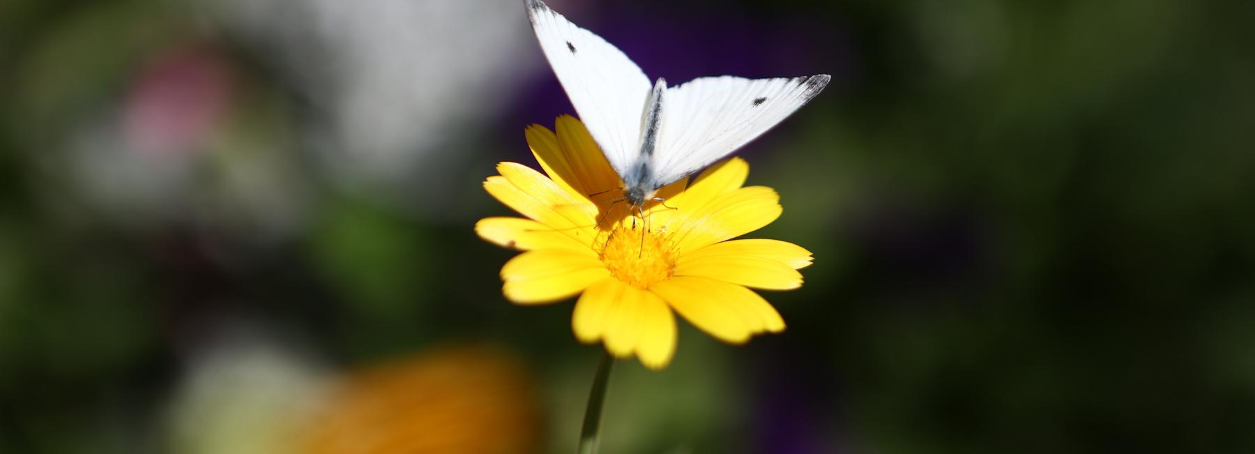 Цветник на Горском победил в конкурсе на звание лучшей клумбы Новосибирска