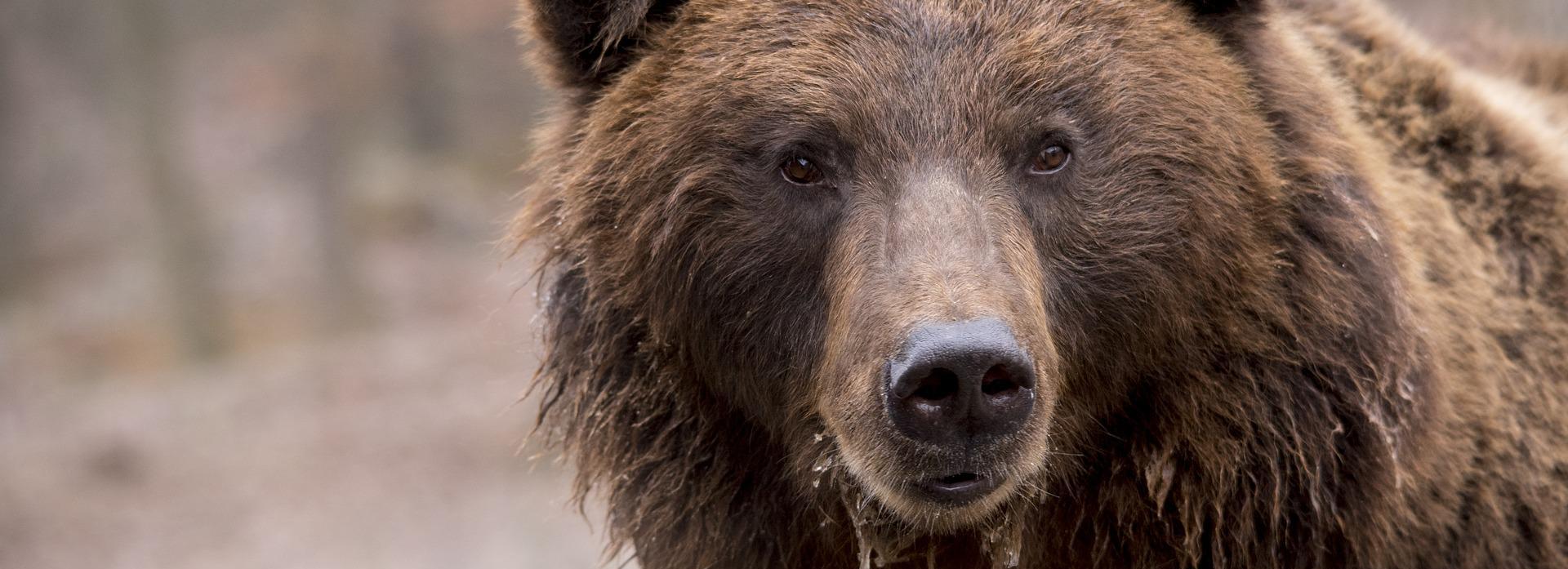 Бурые медведи проснулись в лесах Новосибирской области