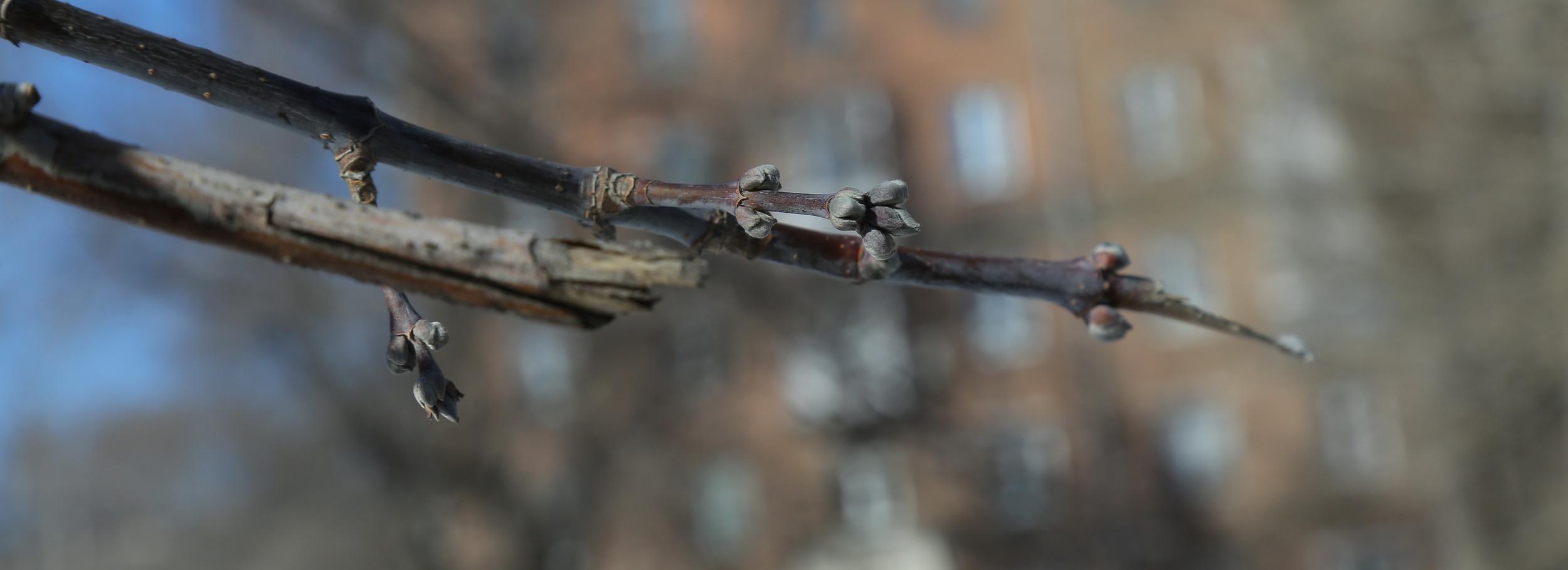 К весенней обрезке деревьев и кустарников приступили в Новосибирске