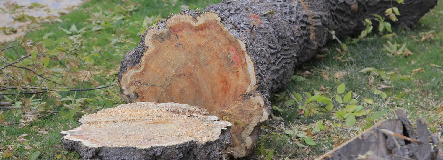 Рухнувшее на провода дерево лишило электричества 4500 человек