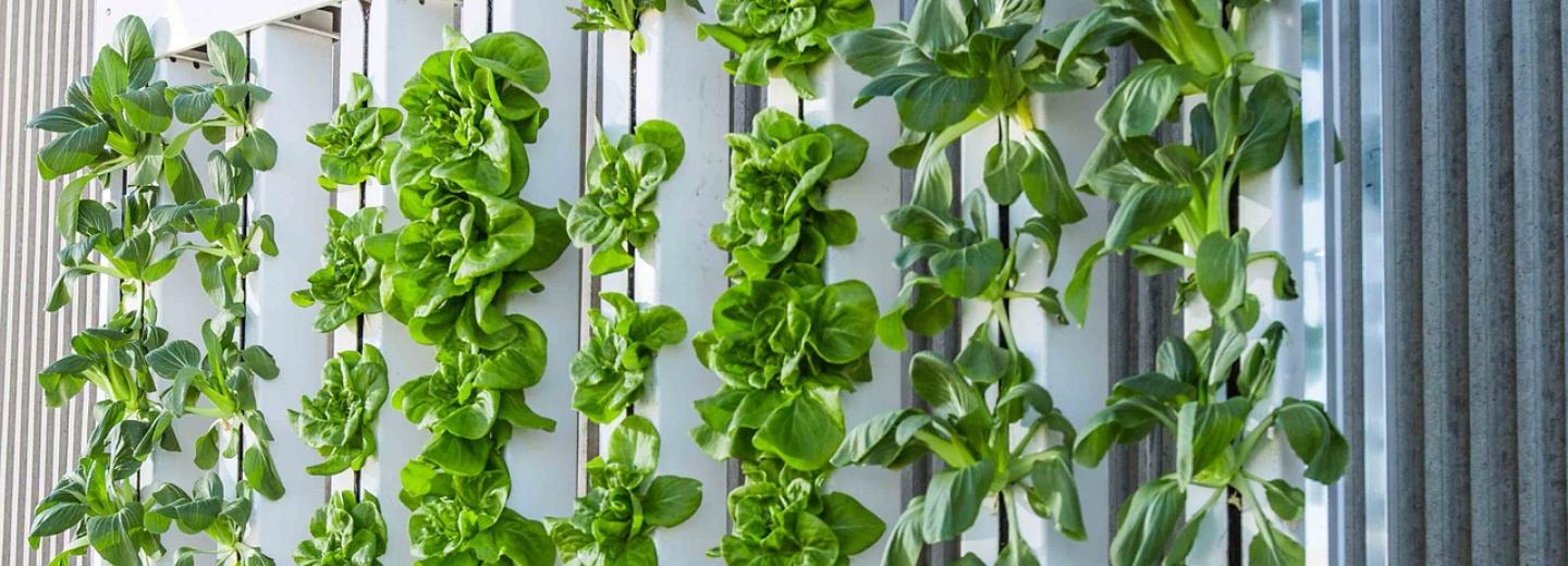 Новосибирская компания iFarm построит вертикальную ферму в Цюрихе