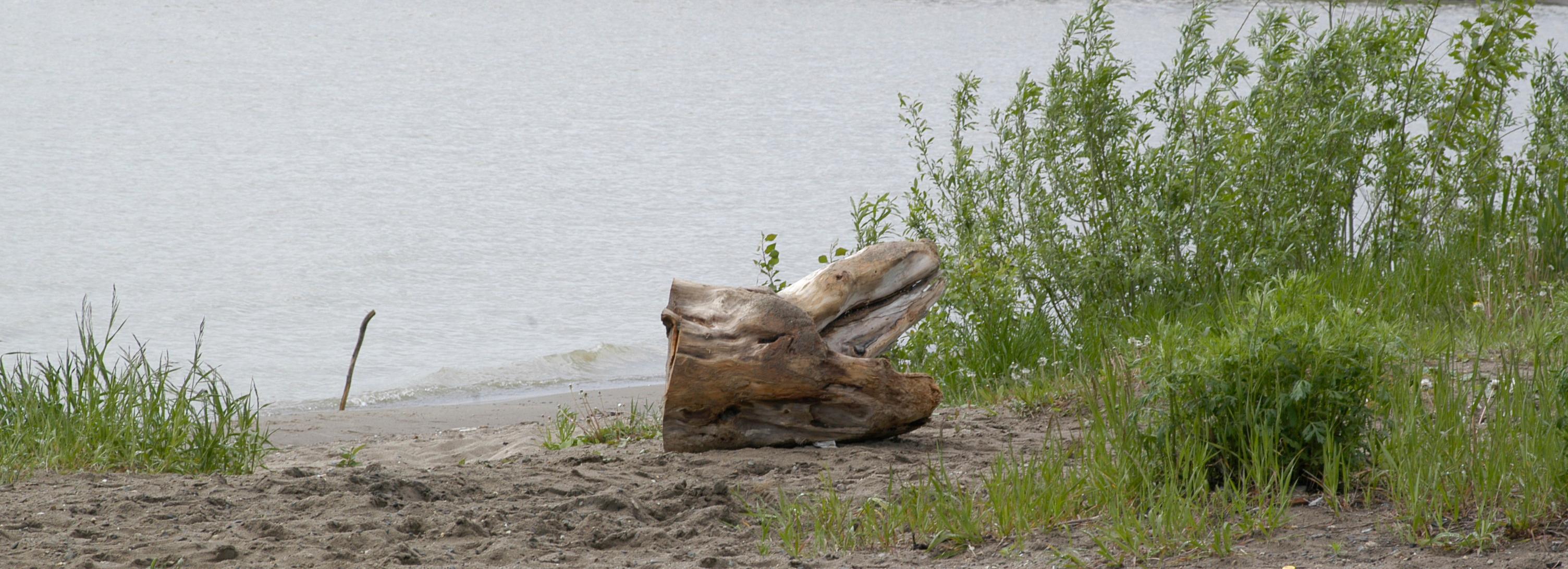 Лужа смерти: опасное озеро в Сосновом бору собирает толпы детей