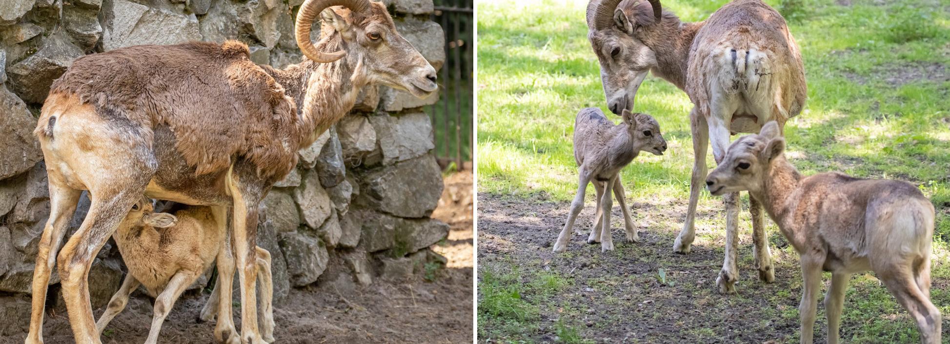 У аргали в Новосибирском зоопарке родился ещё один детёныш