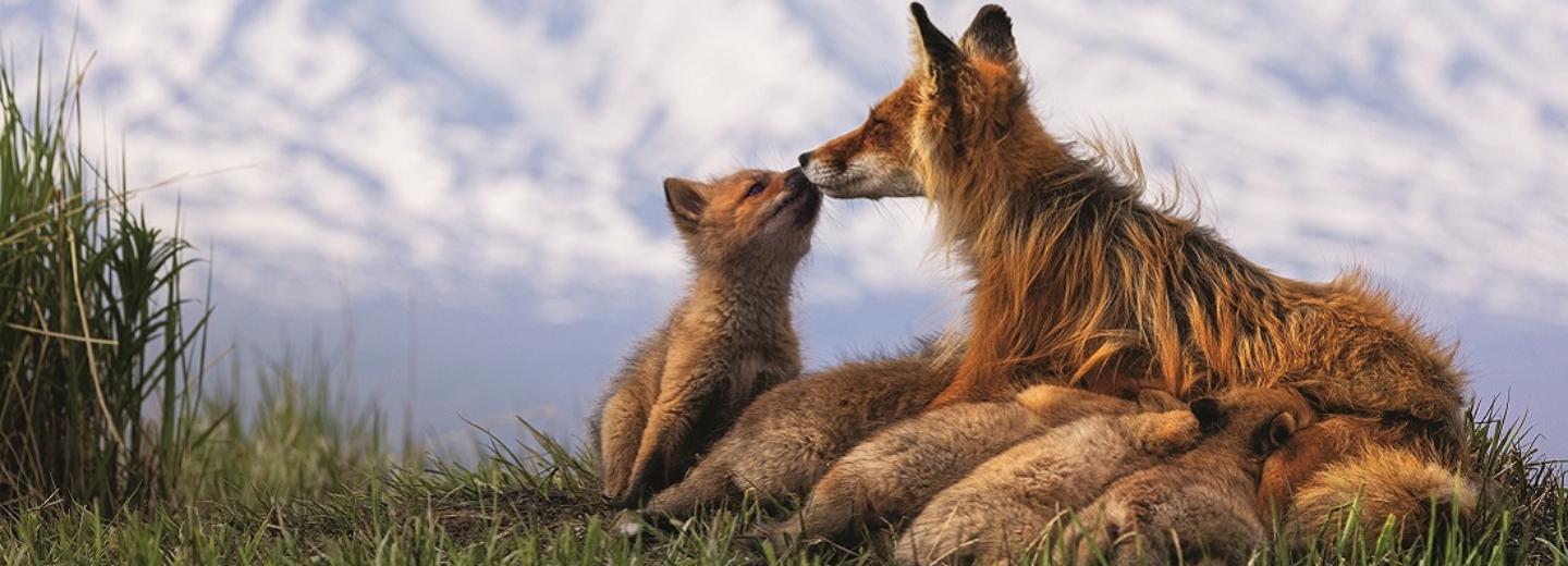Вдохновляющие кадры с дикими лисами покажут в Музее природы