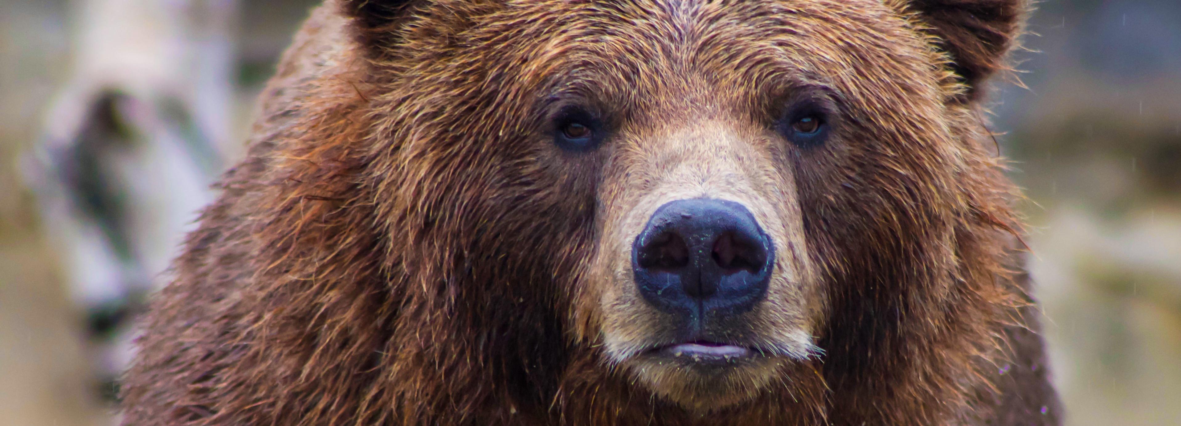 Убивший корову медведь сбежал от охотников в Новосибирской области