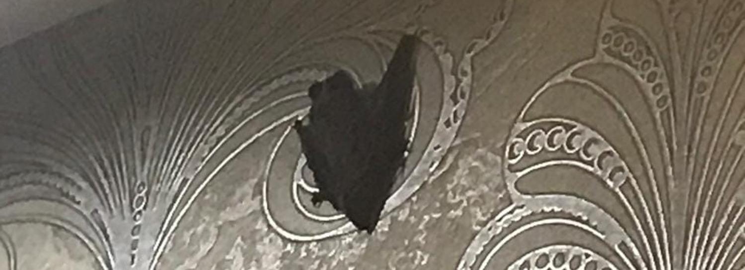 Летучая мышь залетела в окно к новосибирцу и подняла его с постели