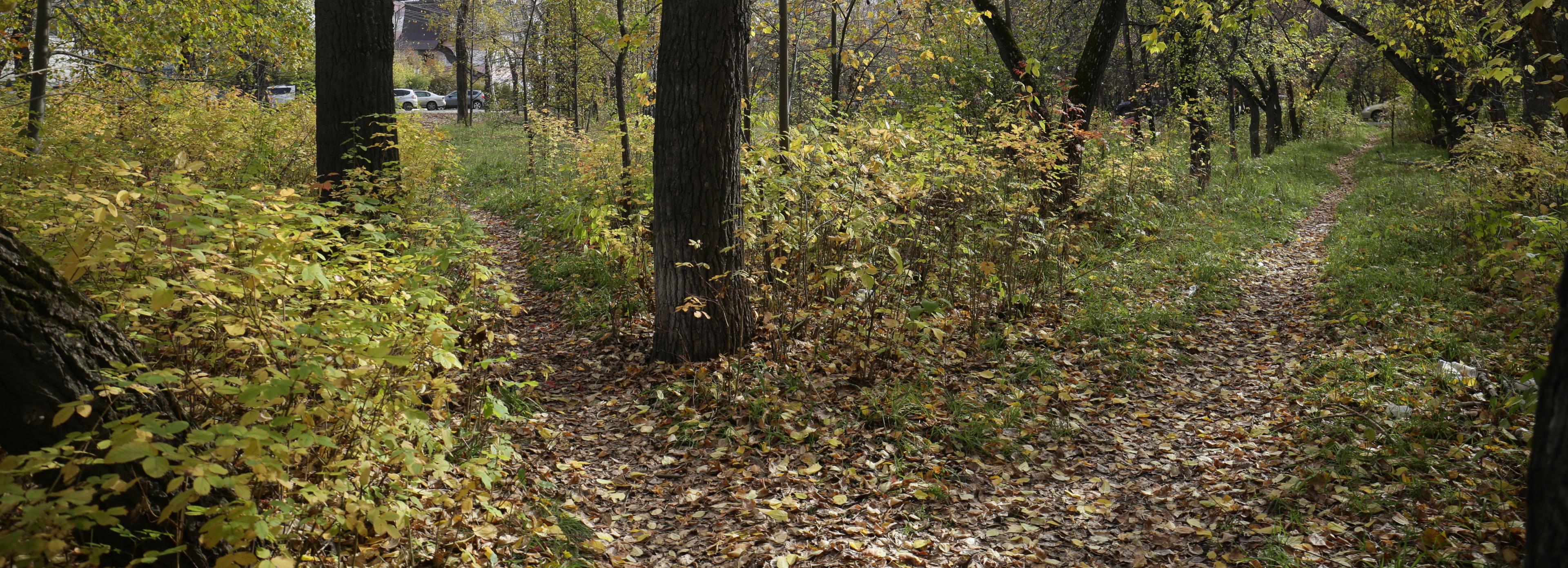 Мэрия Новосибирска запускает опрос о новом парке на ОбьГЭСе