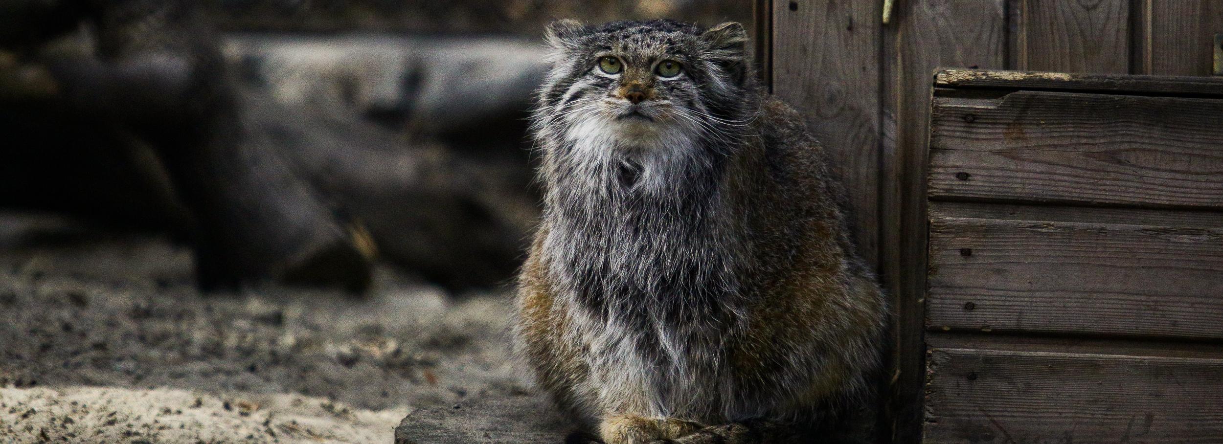 Новосибирский зоопарк предложил посмотреть на животных в сумерках