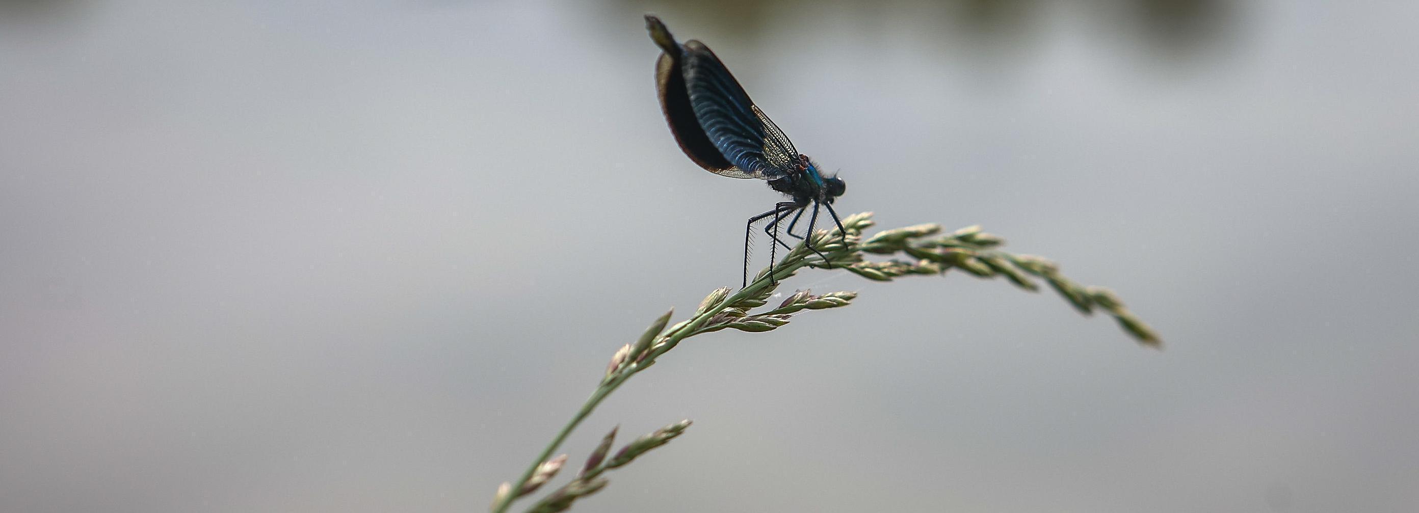 Красную книгу Новосибирской области обновят к 2028 году