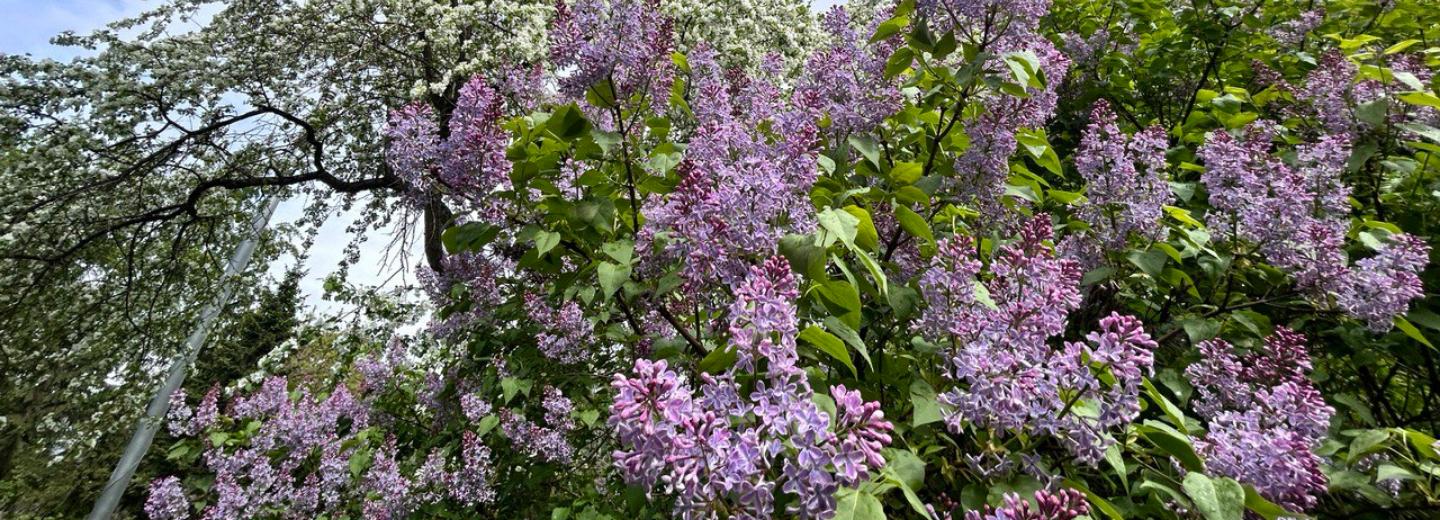 Опьяняет и радует глаз: в парках Новосибирска роскошно цветёт сирень