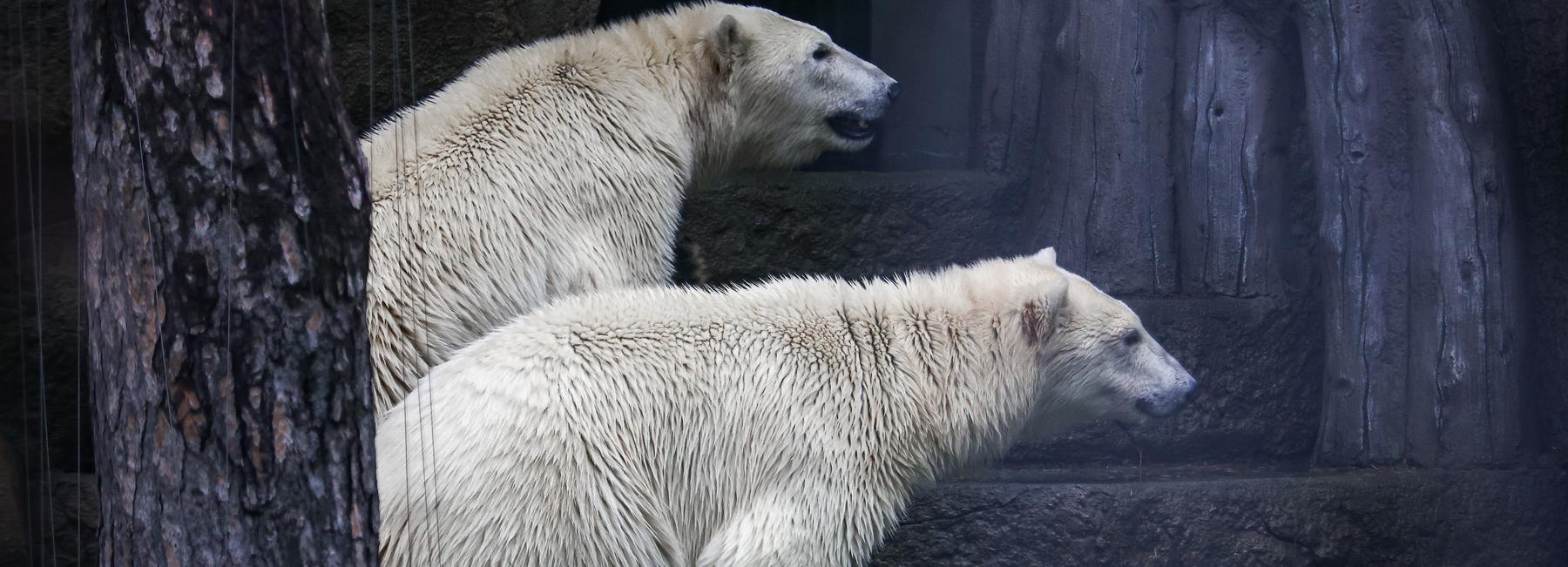 Как белые медвежата обживают роскошный вольер: фото из зоопарка