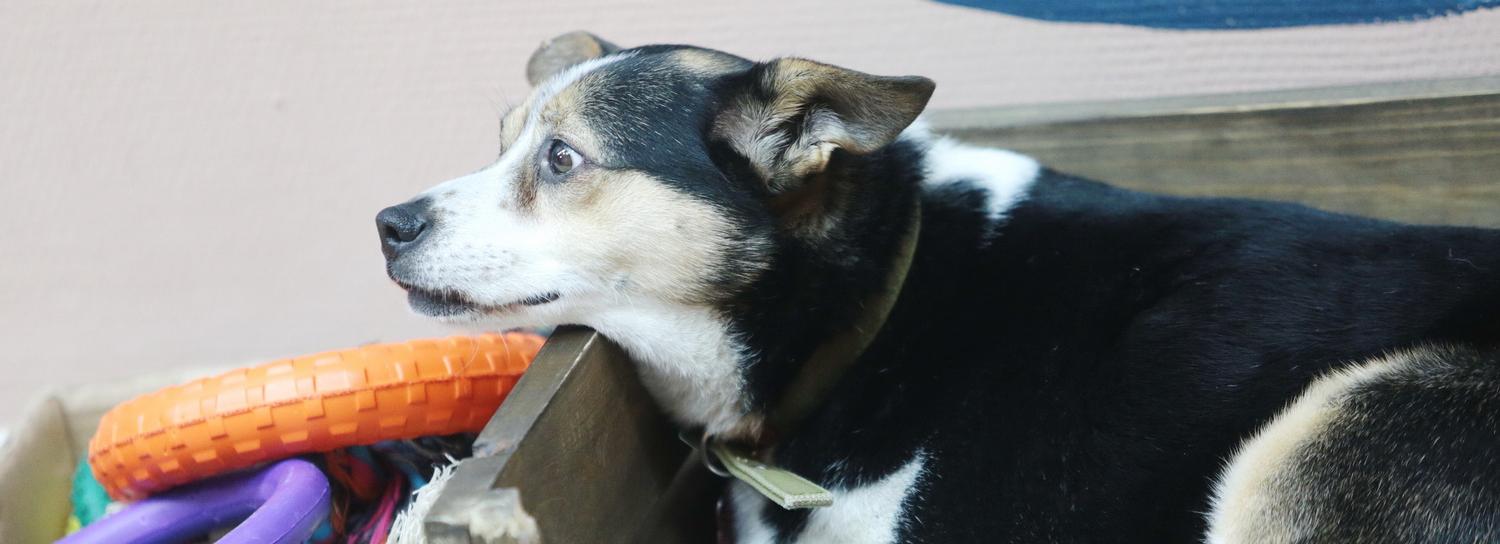 Помочь мохнатым и хвостатым можно будет в День защиты бездомных животных