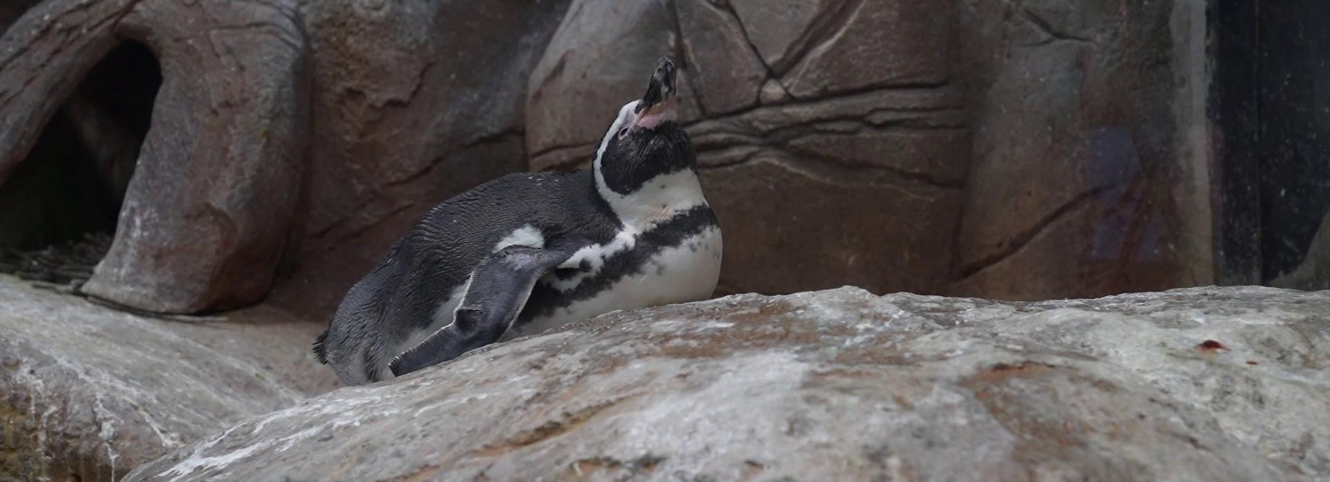 Бесплатную экскурсию по зоопарку устроили для пенсионеров в Новосибирске