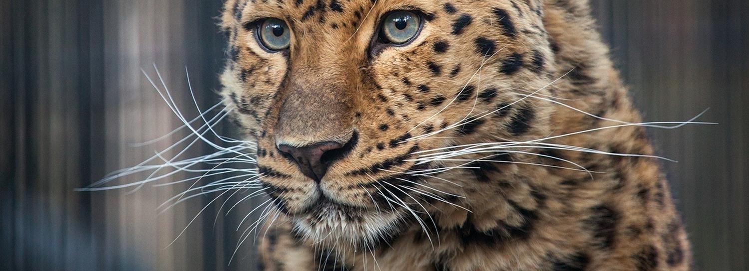 Леопард с голубыми глазами и сипухи прилетели в Новосибирск из Москвы