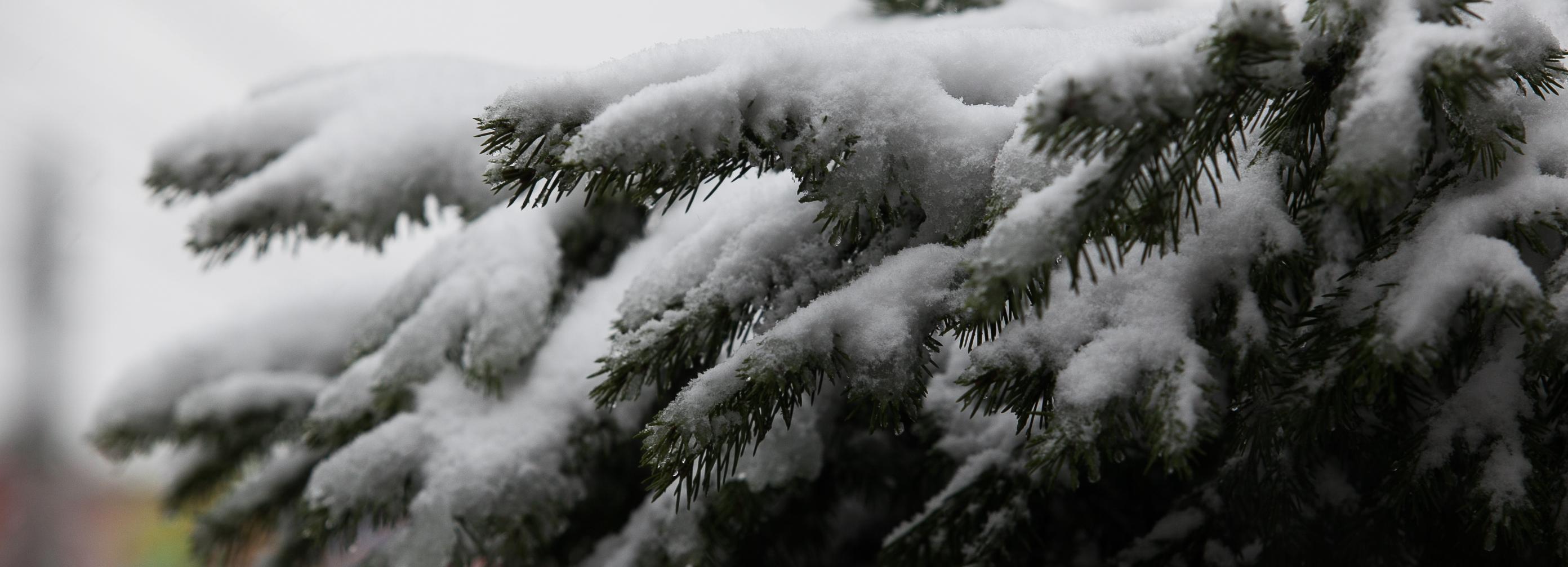 Синоптики рассказали, когда ляжет снег в Новосибирске
