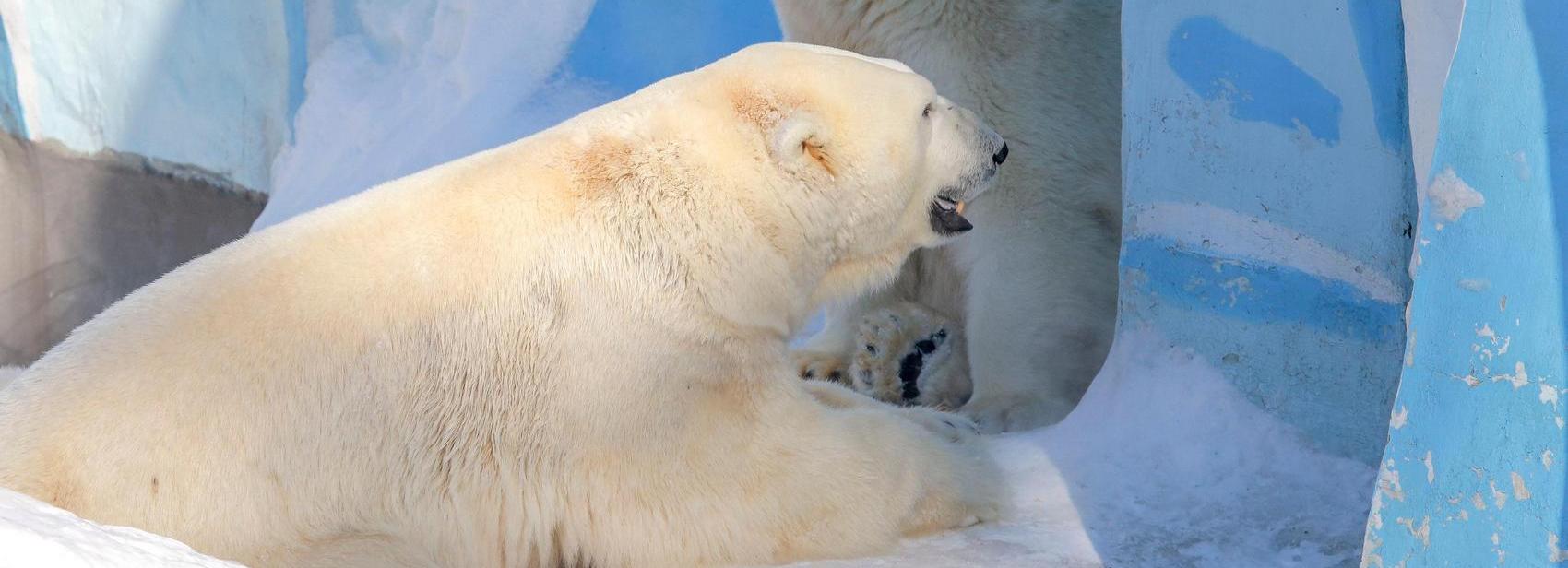 Белые медведи в новосибирском зоопарке готовятся встречать зиму