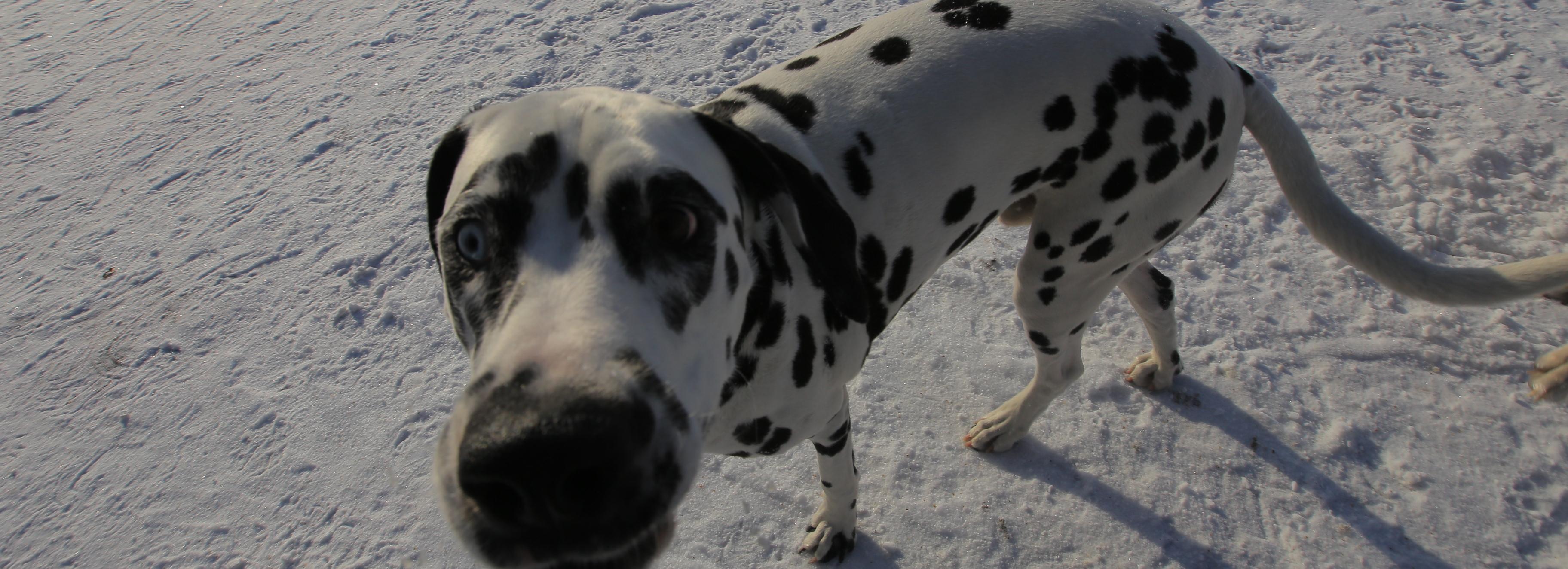 Работа в Новосибирске: выгульщик собак, чесальщик и бактериолог