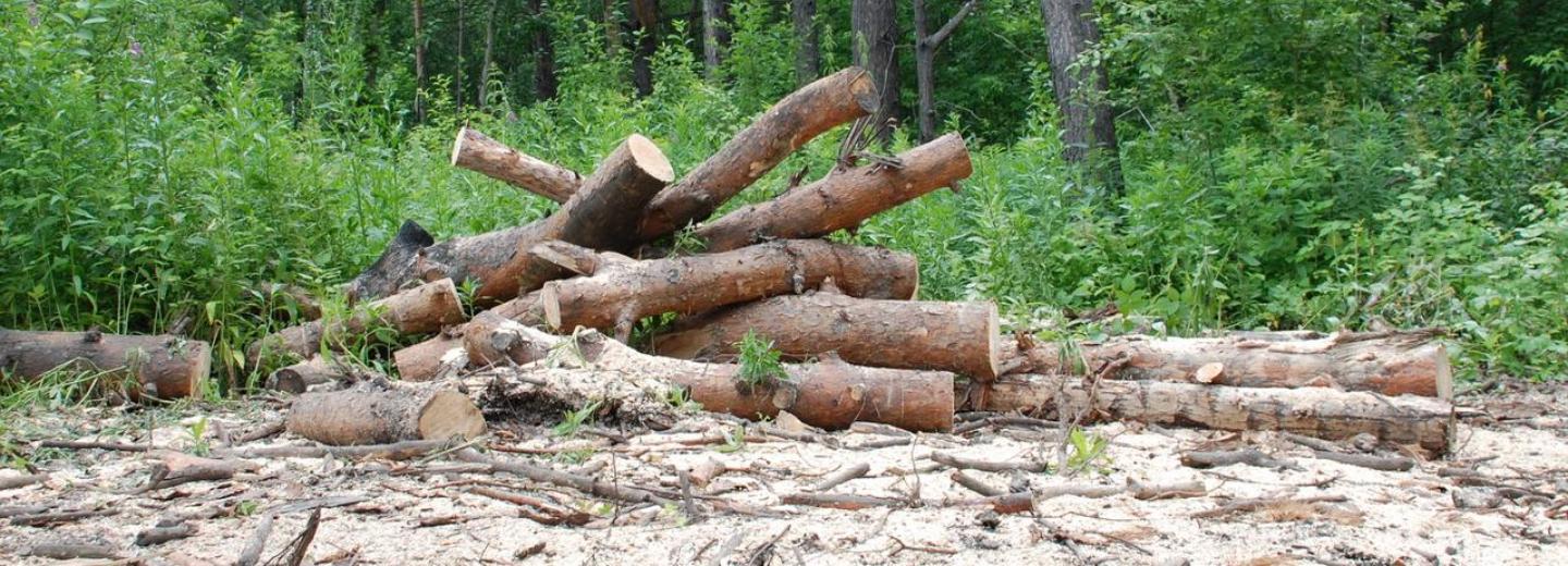 30 аварийных тополей спилят в парке на Первомайке