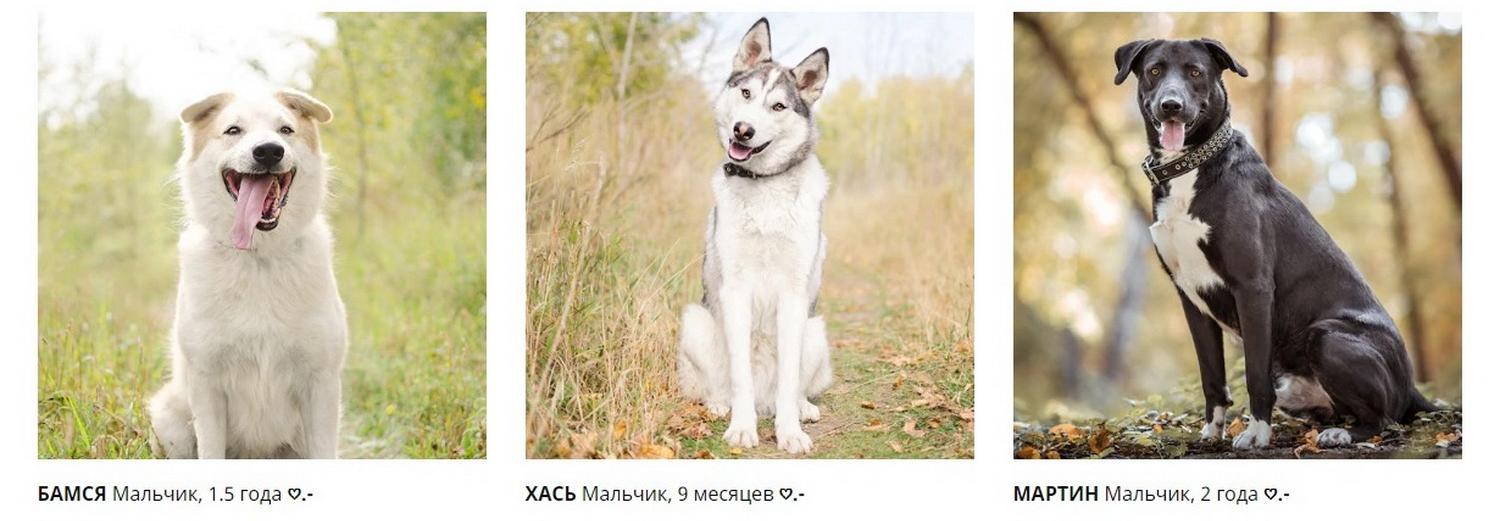 Страничка с животными из новосибирского приюта появилась на сайте ИКЕА