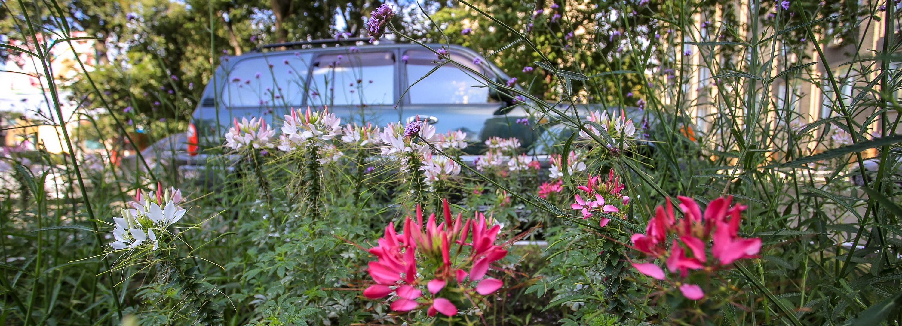 Снежную ягоду высадят в сквере напротив Новосибирского цирка