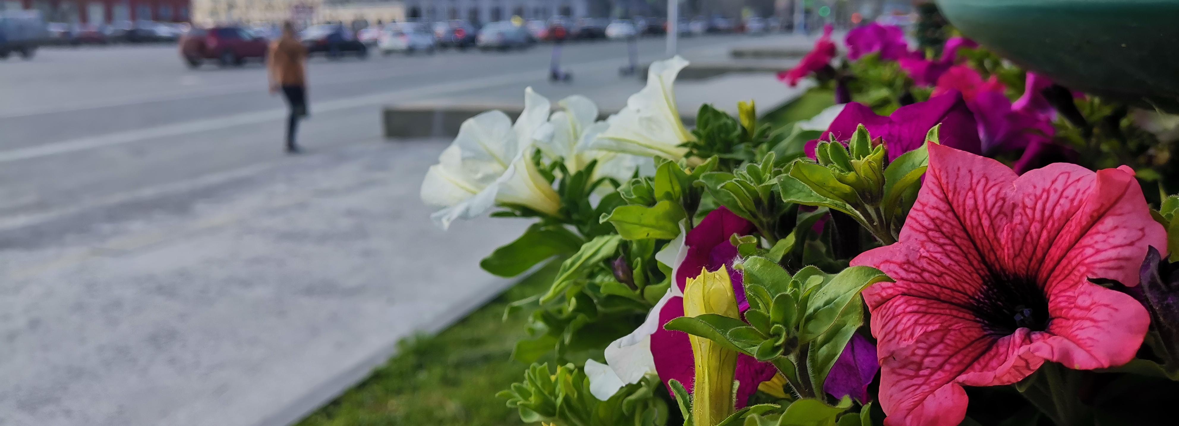 40 тысяч цветов украсят центральные улицы Новосибирска