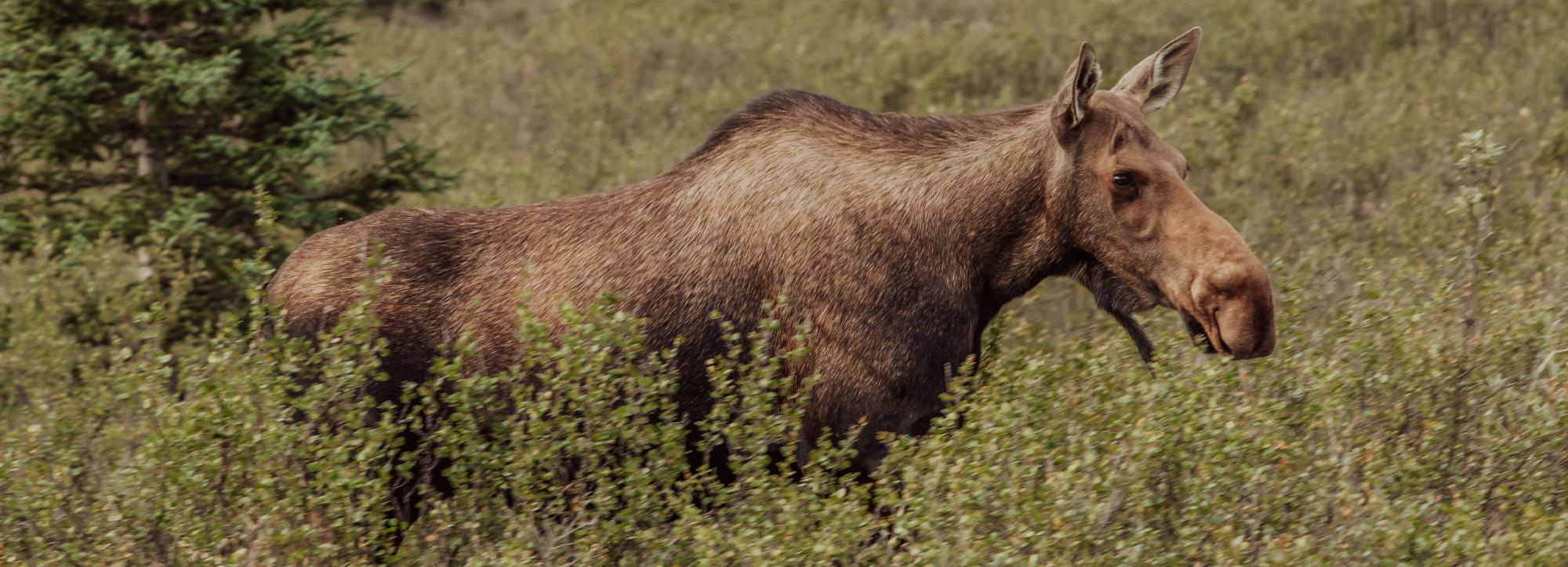 Фура перевернулась после наезда на мёртвого лося под Новосибирском