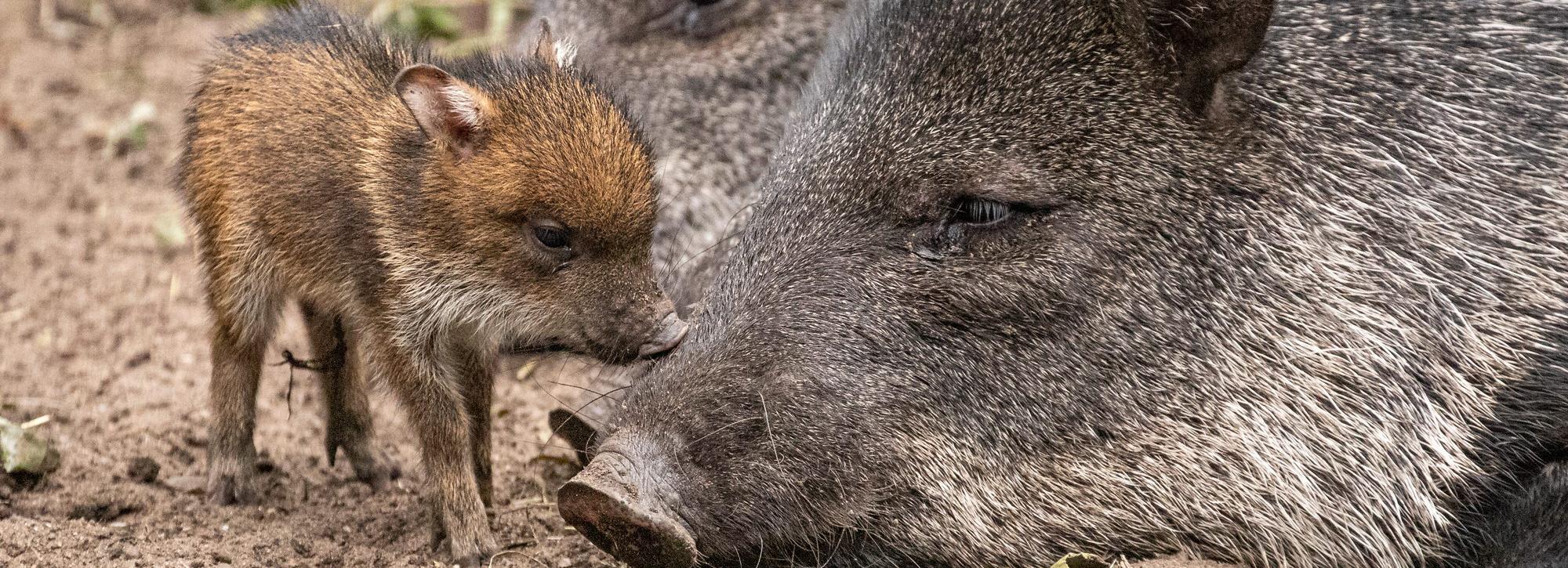 Пекари размером с ладонь родились в Новосибирском зоопарке