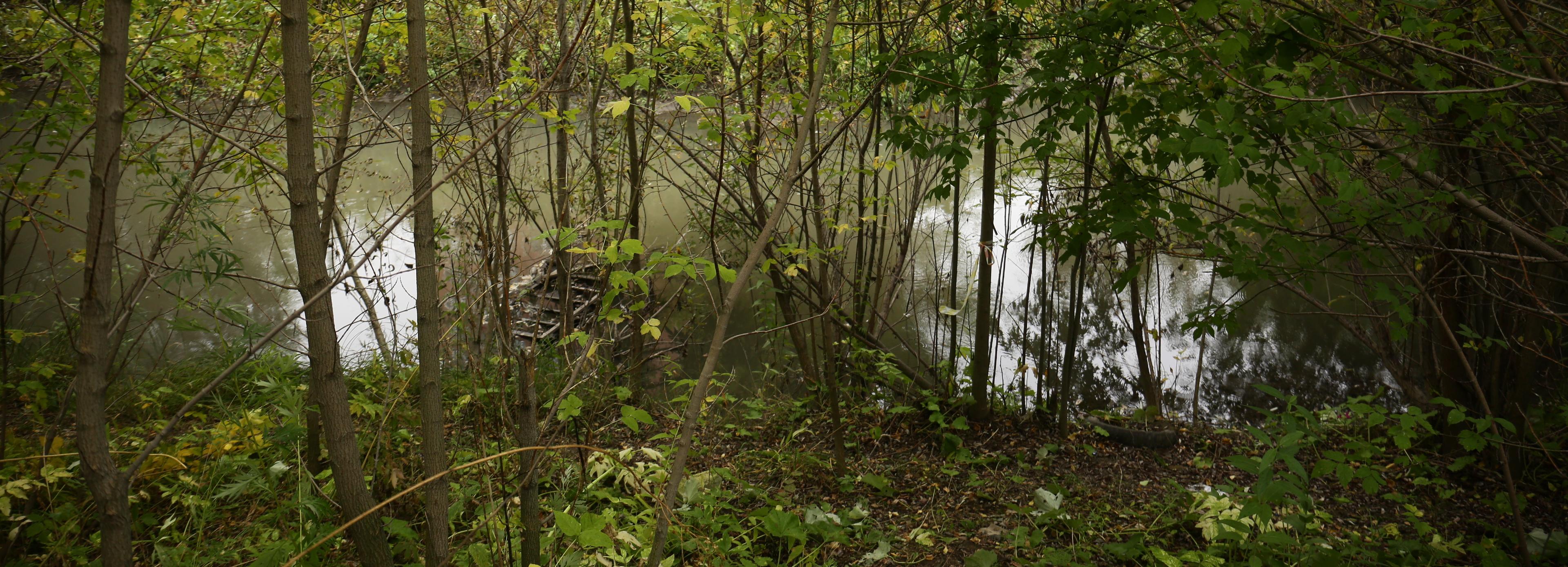 Восемь зелёных зон Новосибирска получили официальные имена