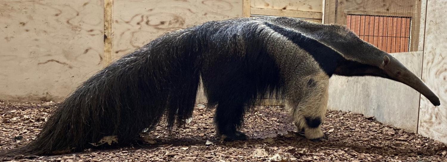 Гигантские муравьеды впервые появились в Новосибирском зоопарке