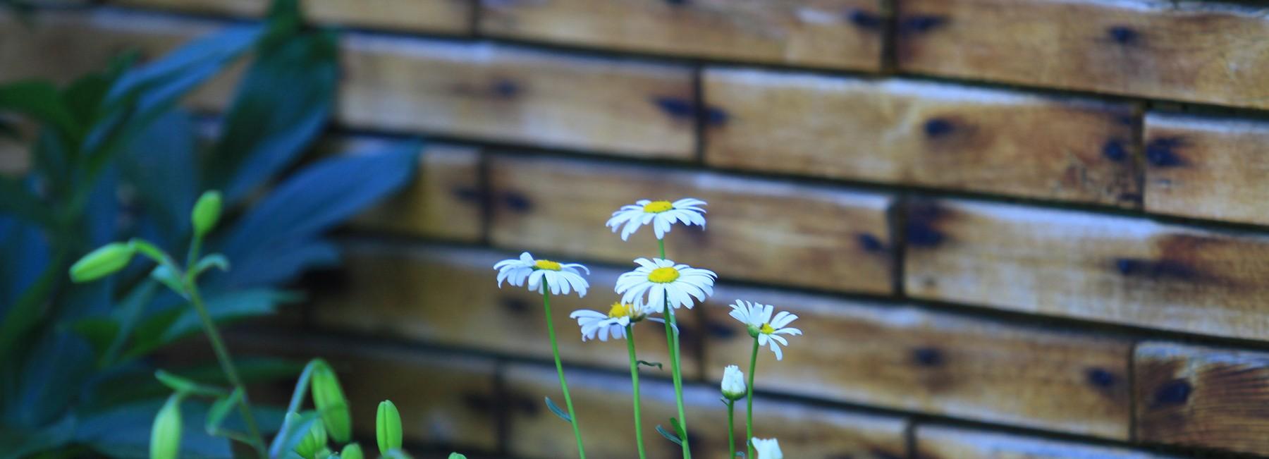В Новосибирске суд разрешил спор между дачниками из-за куста шиповника