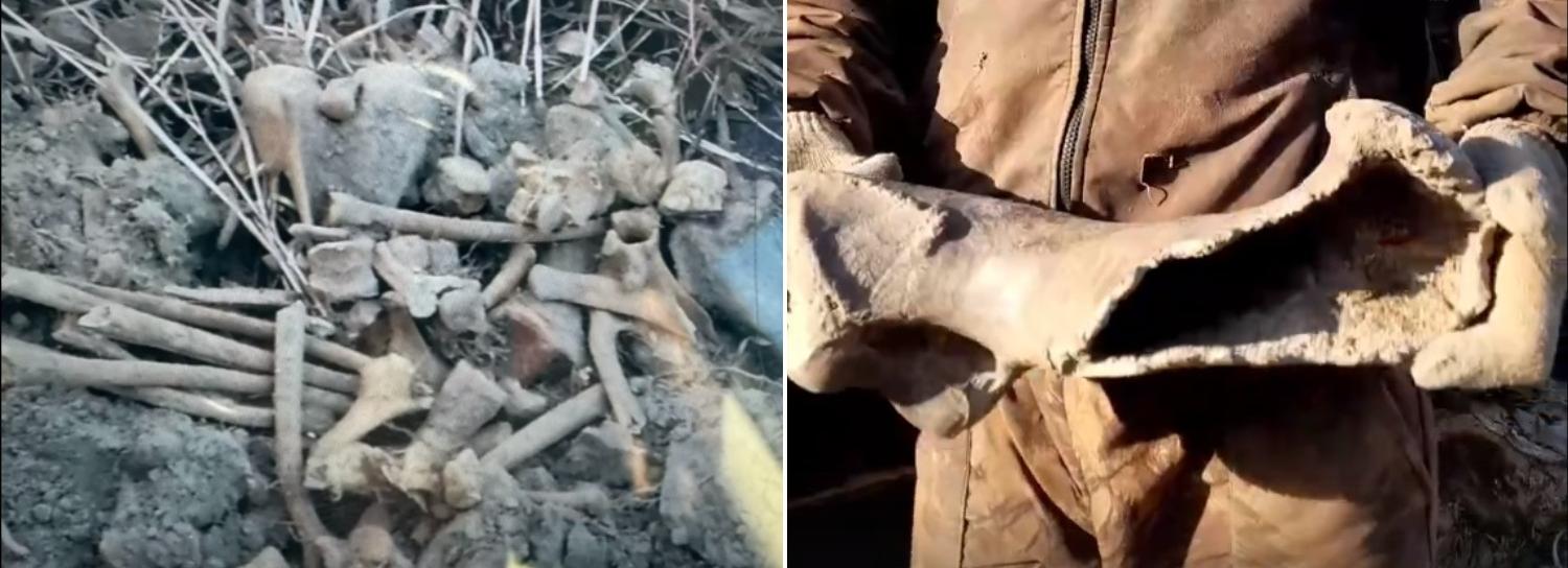 Кости доисторического животного нашли под Новосибирском