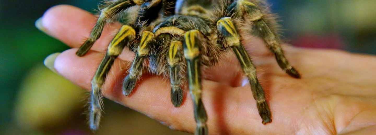 Новосибирский зоопарк проводит «День тех, кого не любят»