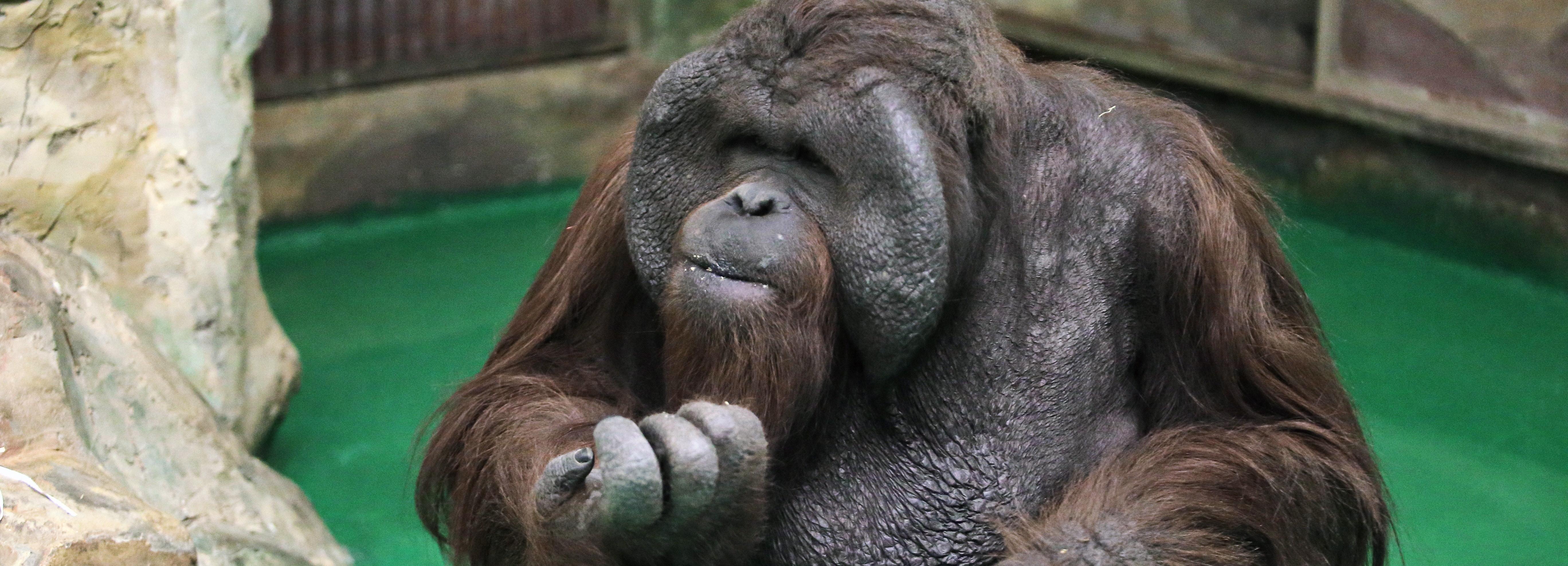 Умница и выдумщик: орангутану Бату из зоопарка исполнилось 24 года