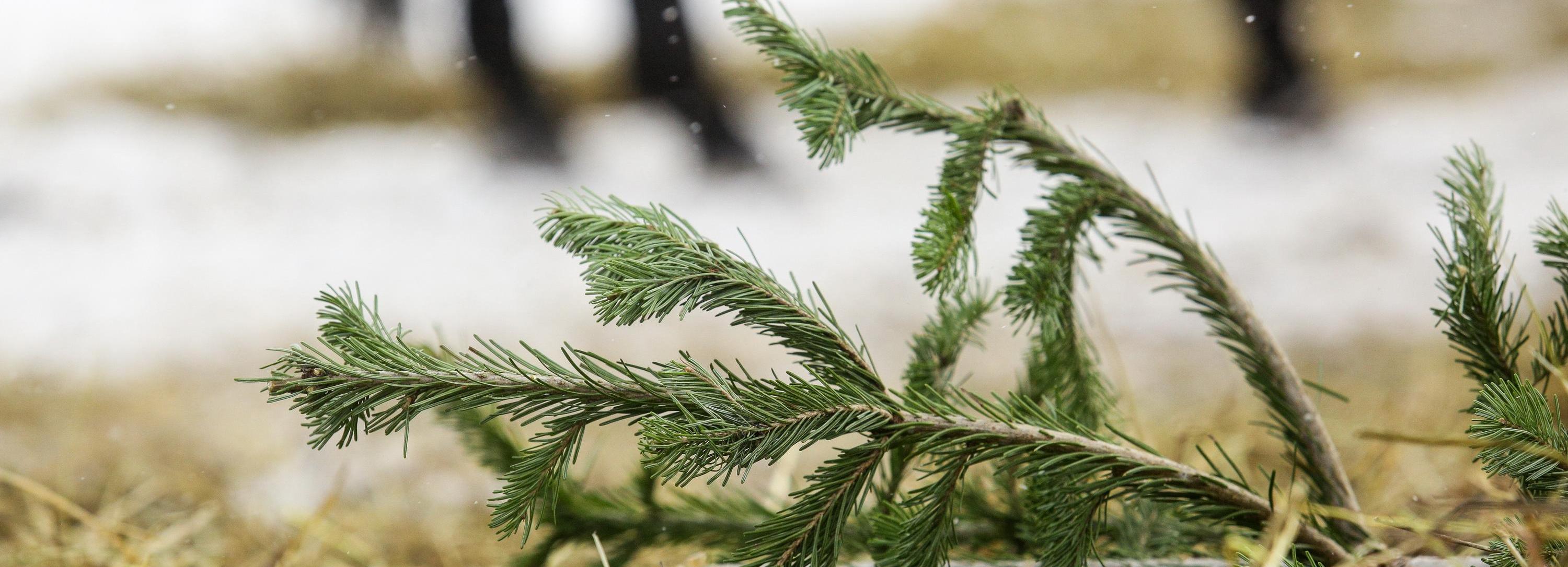 Голубые пихты и маньчжурский орех подарят новосибирцам в обмен на клёны