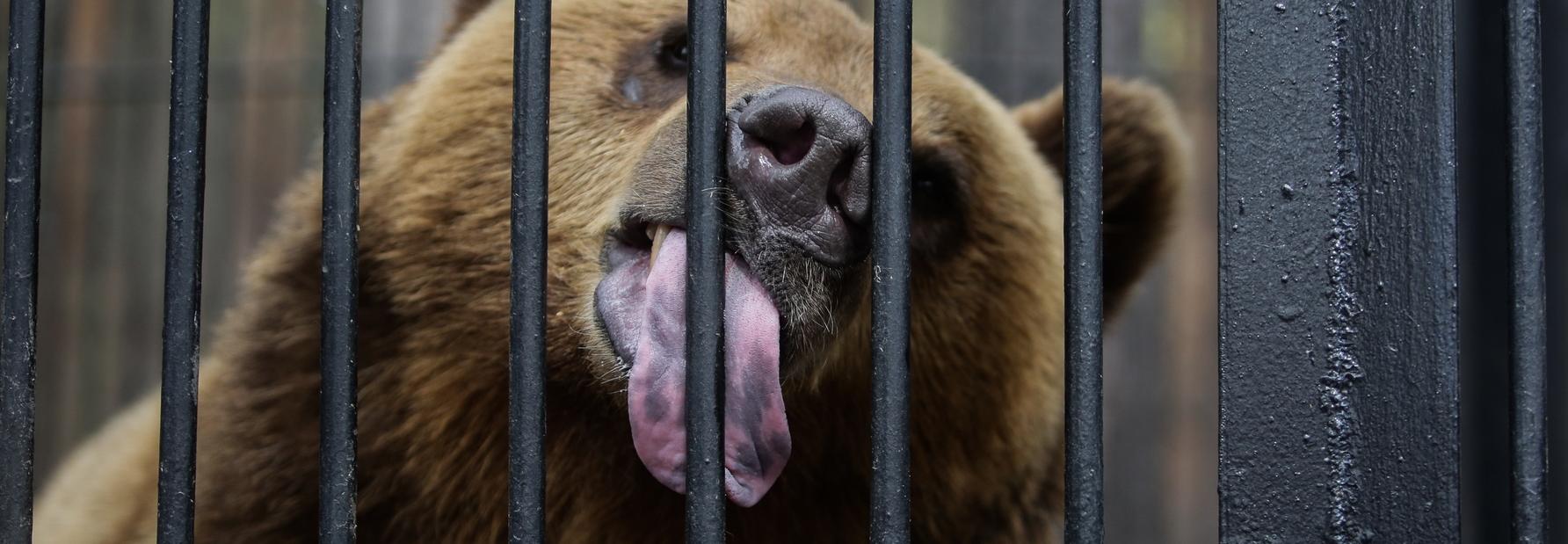 Онлайн-экскурсии по зоопарку могут запустить в Новосибирске