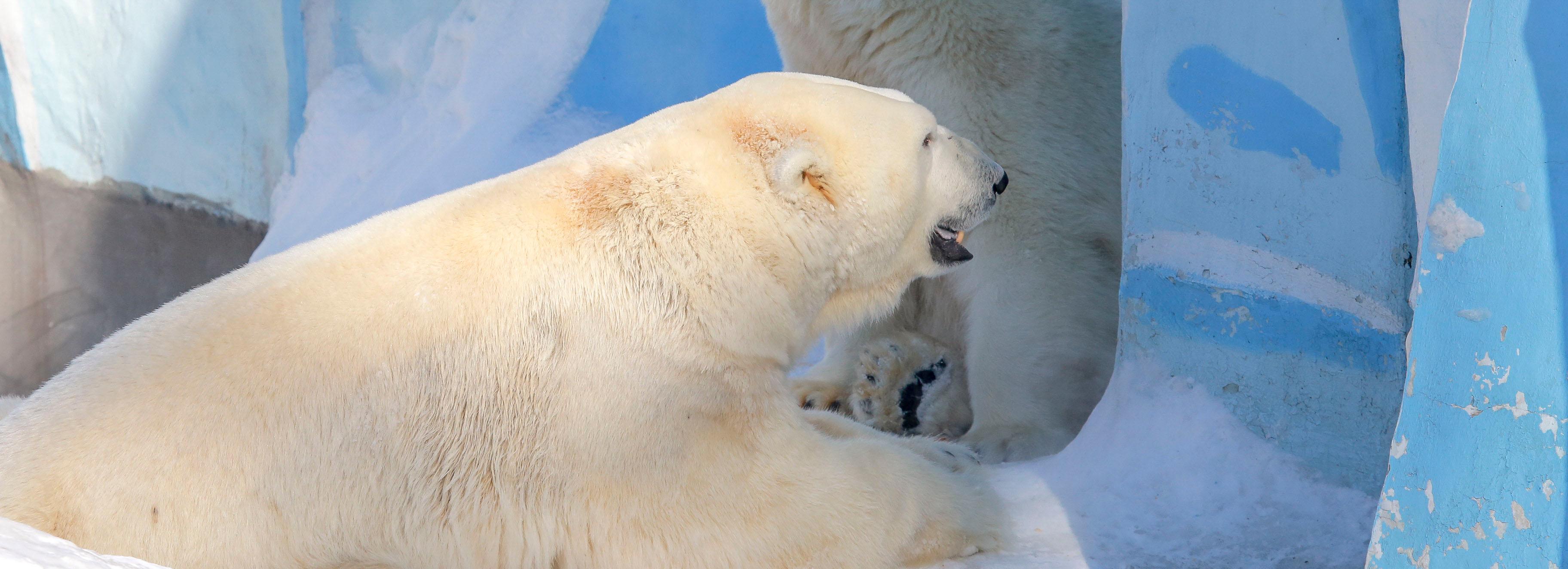 Новосибирская неделя: робот Николай, ярмарки из 90-х и Кай с Гердой