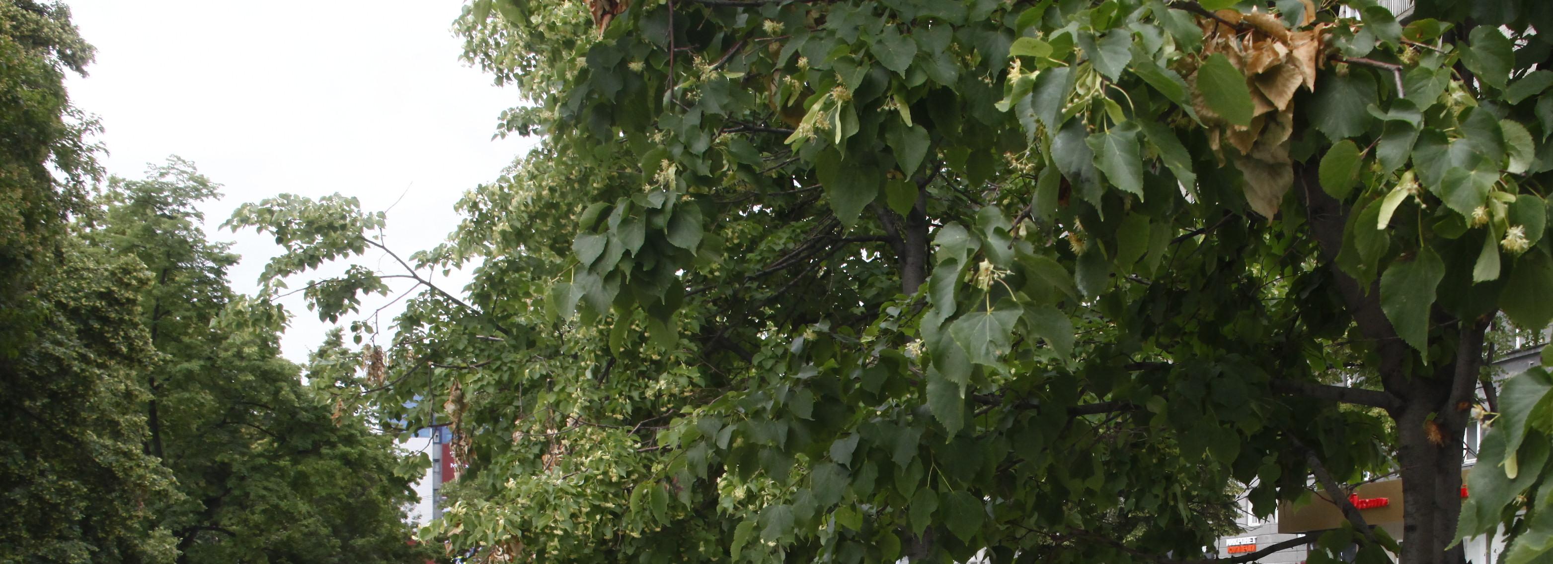 500 четырёхметровых лип высадят в Кировском районе Новосибирска