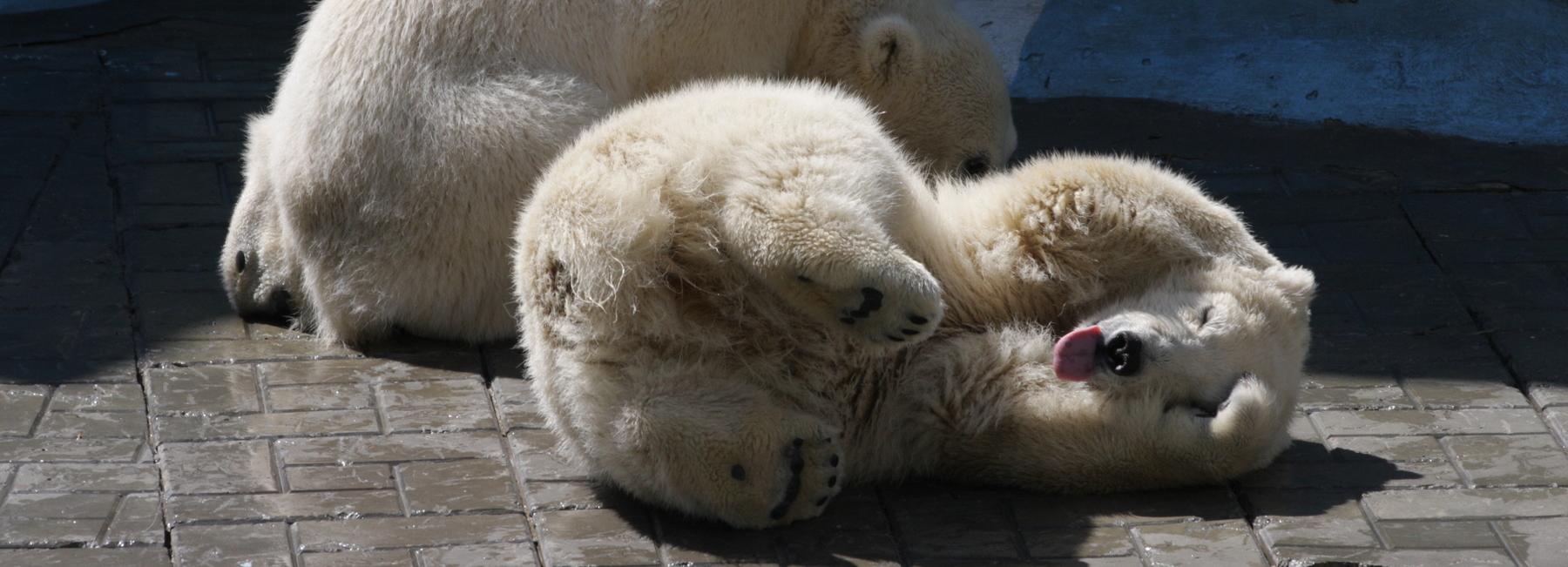 Белые медвежата устроили гладиаторские бои в новосибирском зоопарке