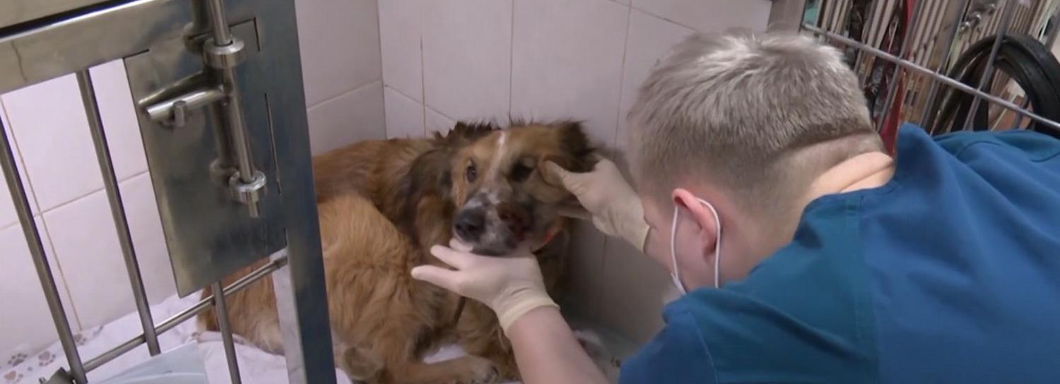 Собака с простреленной челюстью умерла в новосибирской ветклинике