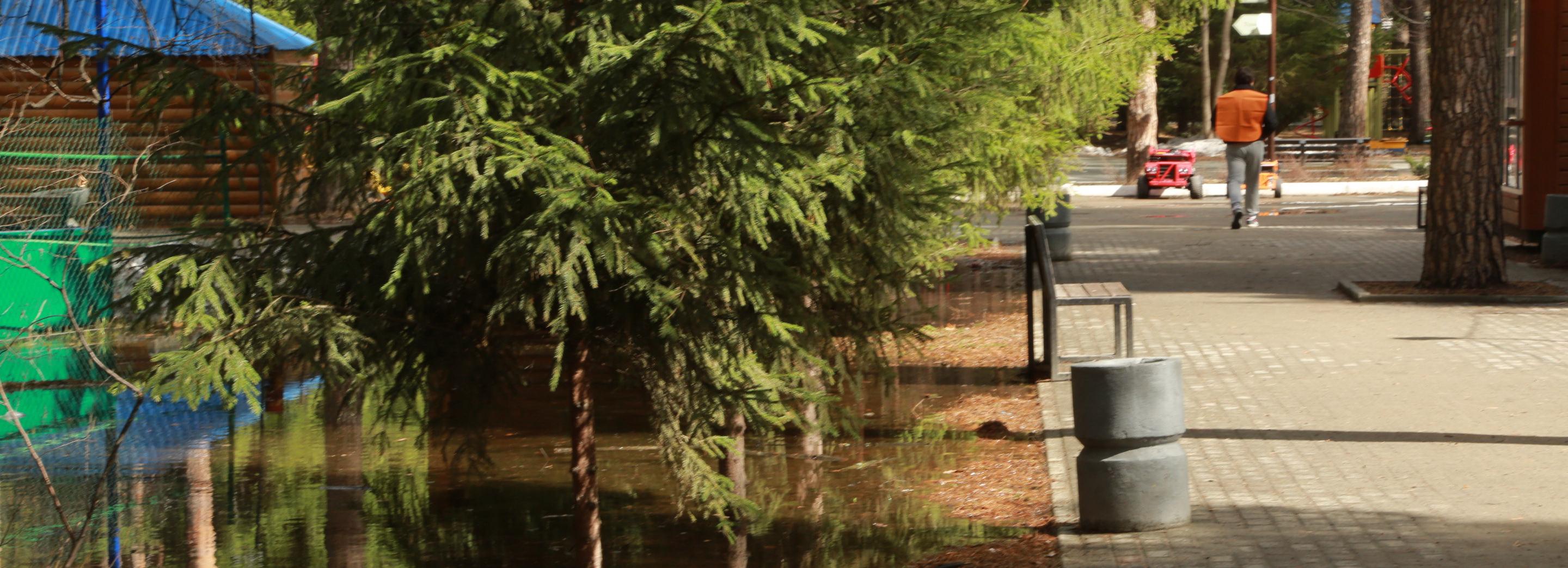 Обсудить концепцию благоустройства Соснового бора зовут новосибирцев
