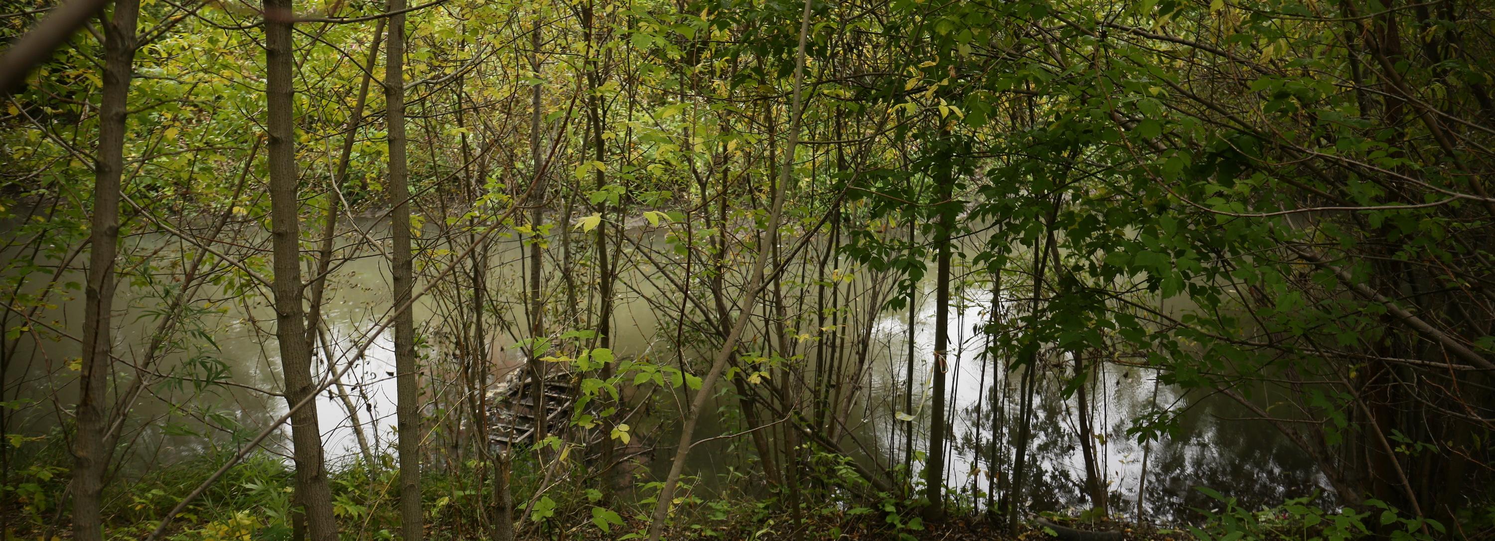 Уникальный для России экопарк создают на реке Каменка в Новосибирске