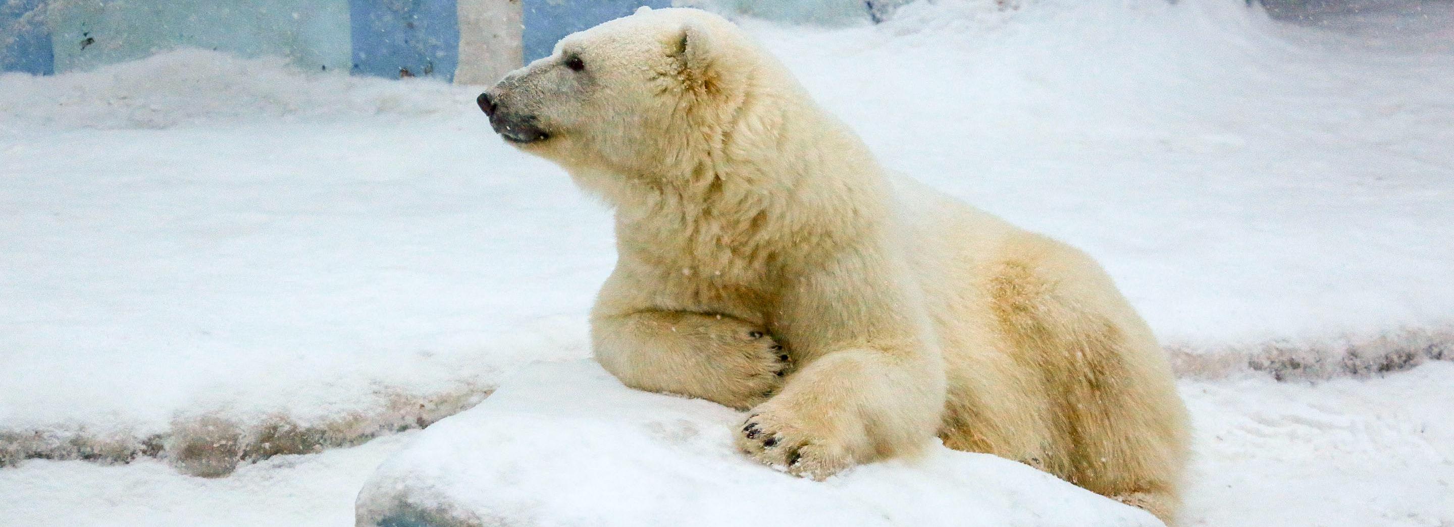 Новосибирцев приглашают в зоопарк на квест о полярных медведях