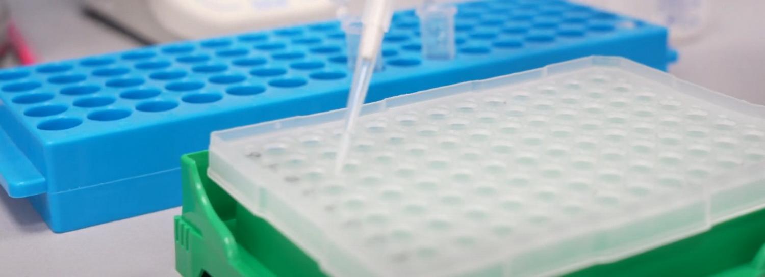 Новый сорт ячменя для солодового напитка создают в Новосибирске