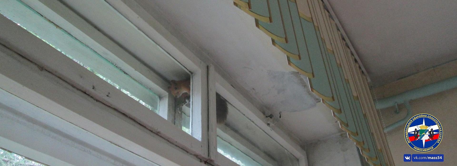 Белка застряла между рамами окна в детсаду Новосибирска